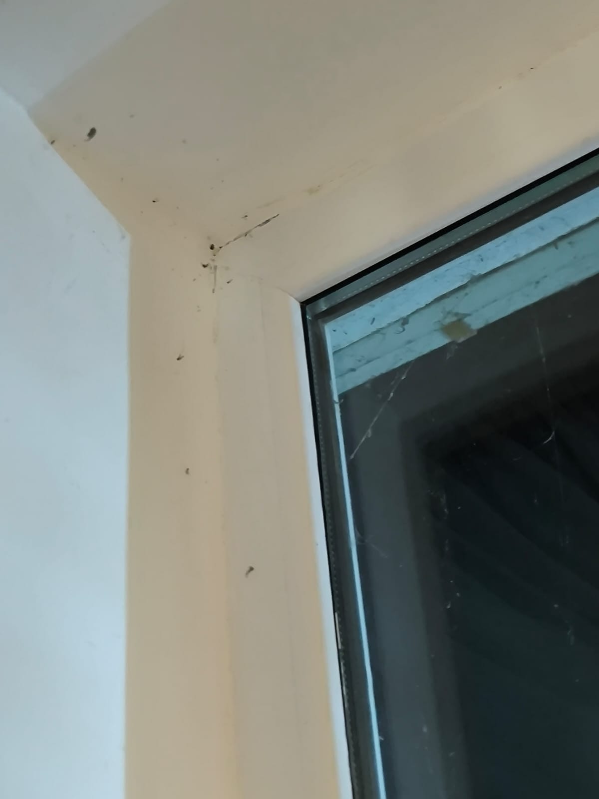 Фото Калатея