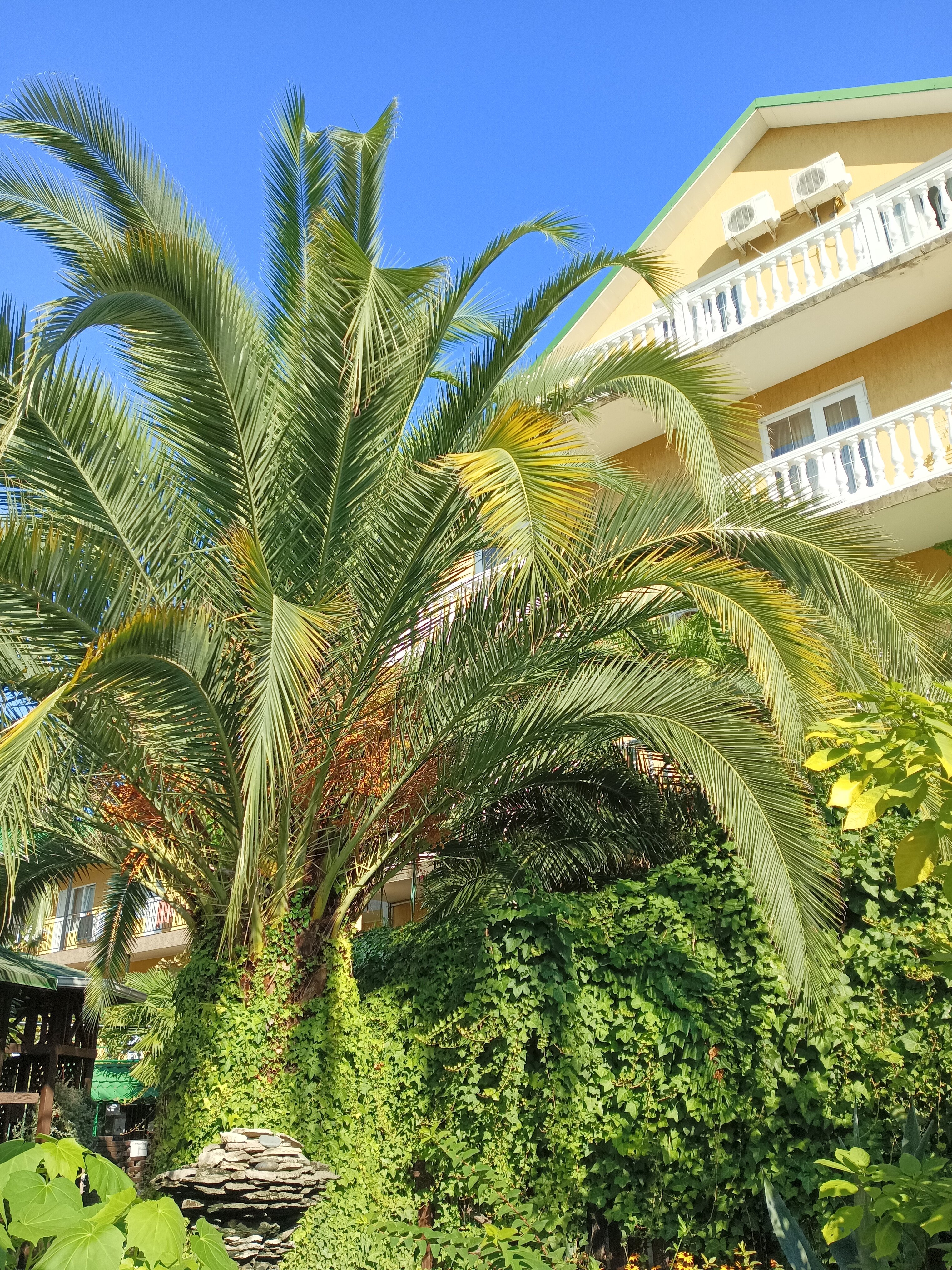 Фото Ромашка