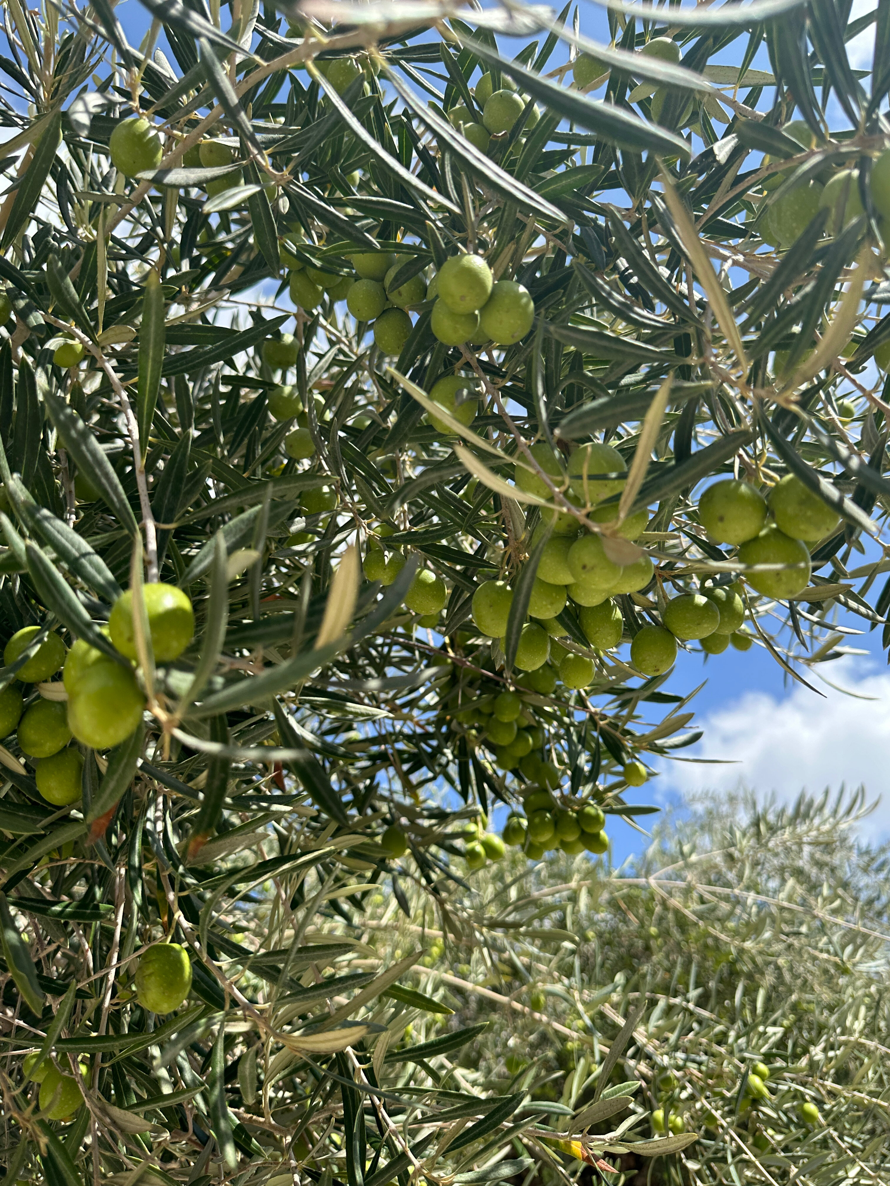 Фото Cap St Georges Hotel & Resort