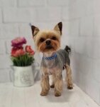 Grumernadin70 (Triumfalnaya ulitsa, 2), salón de mascota, peluquería de animales