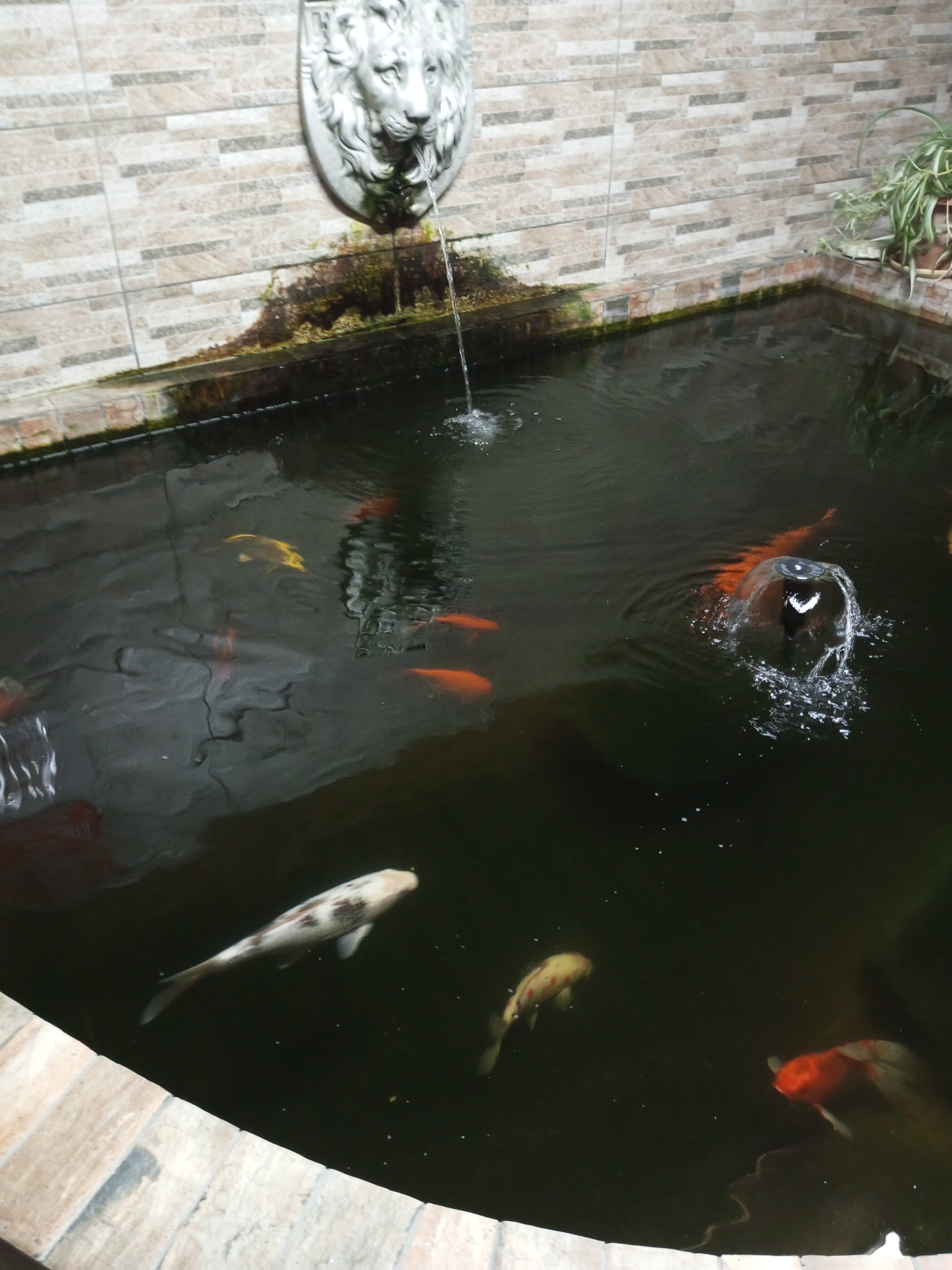 Фото Пальма