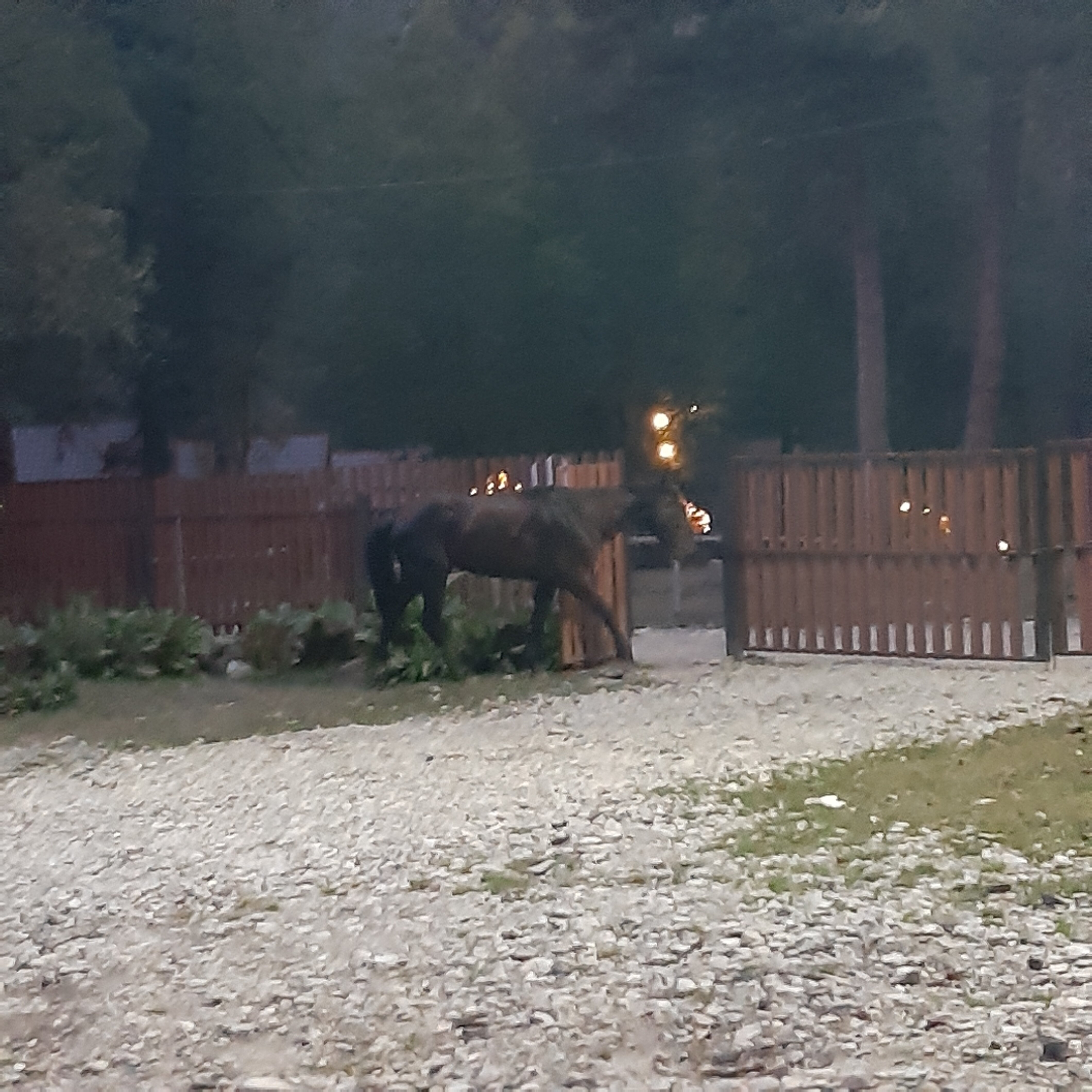 Фото Горянка