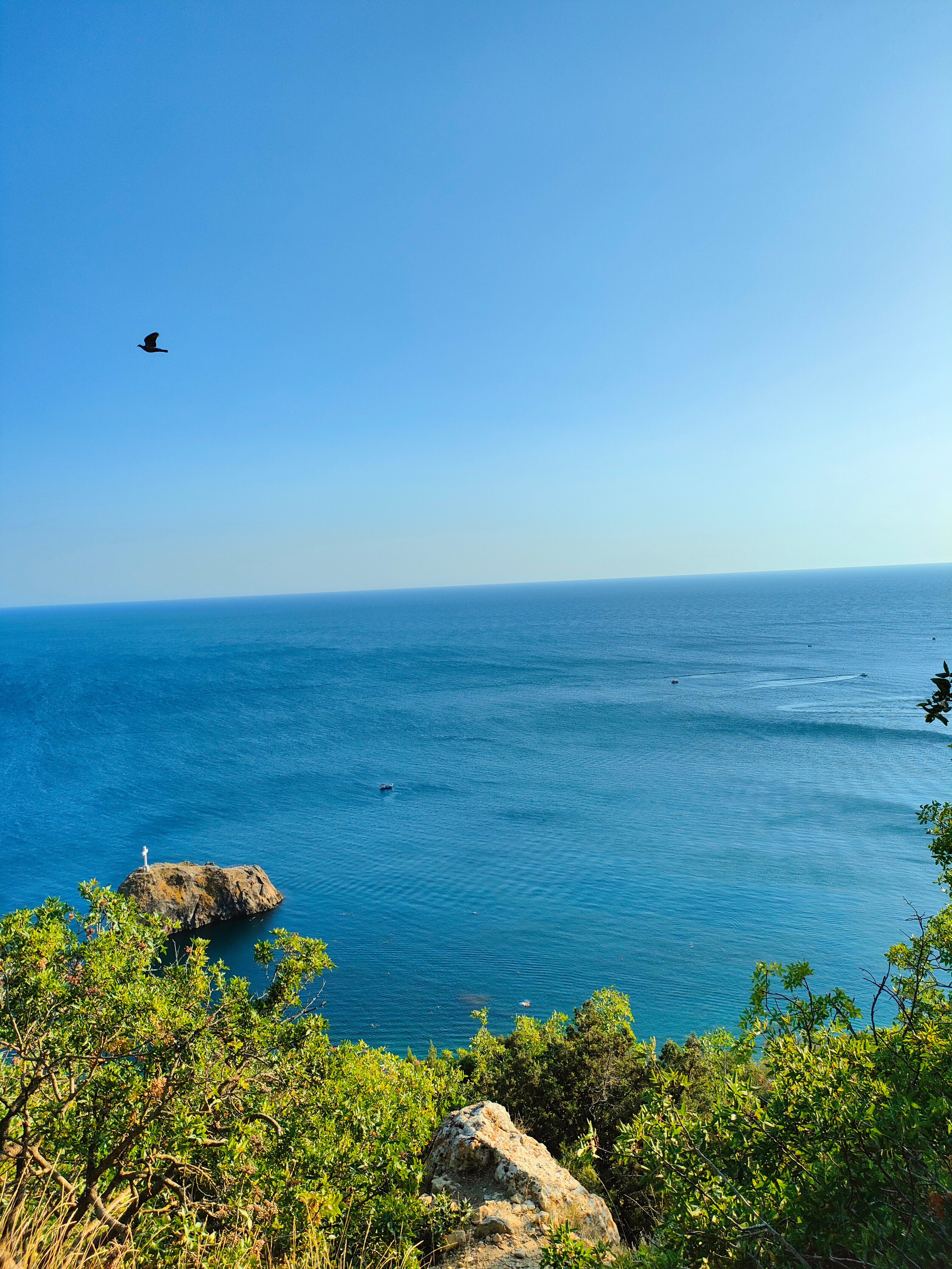 Фото Афалина