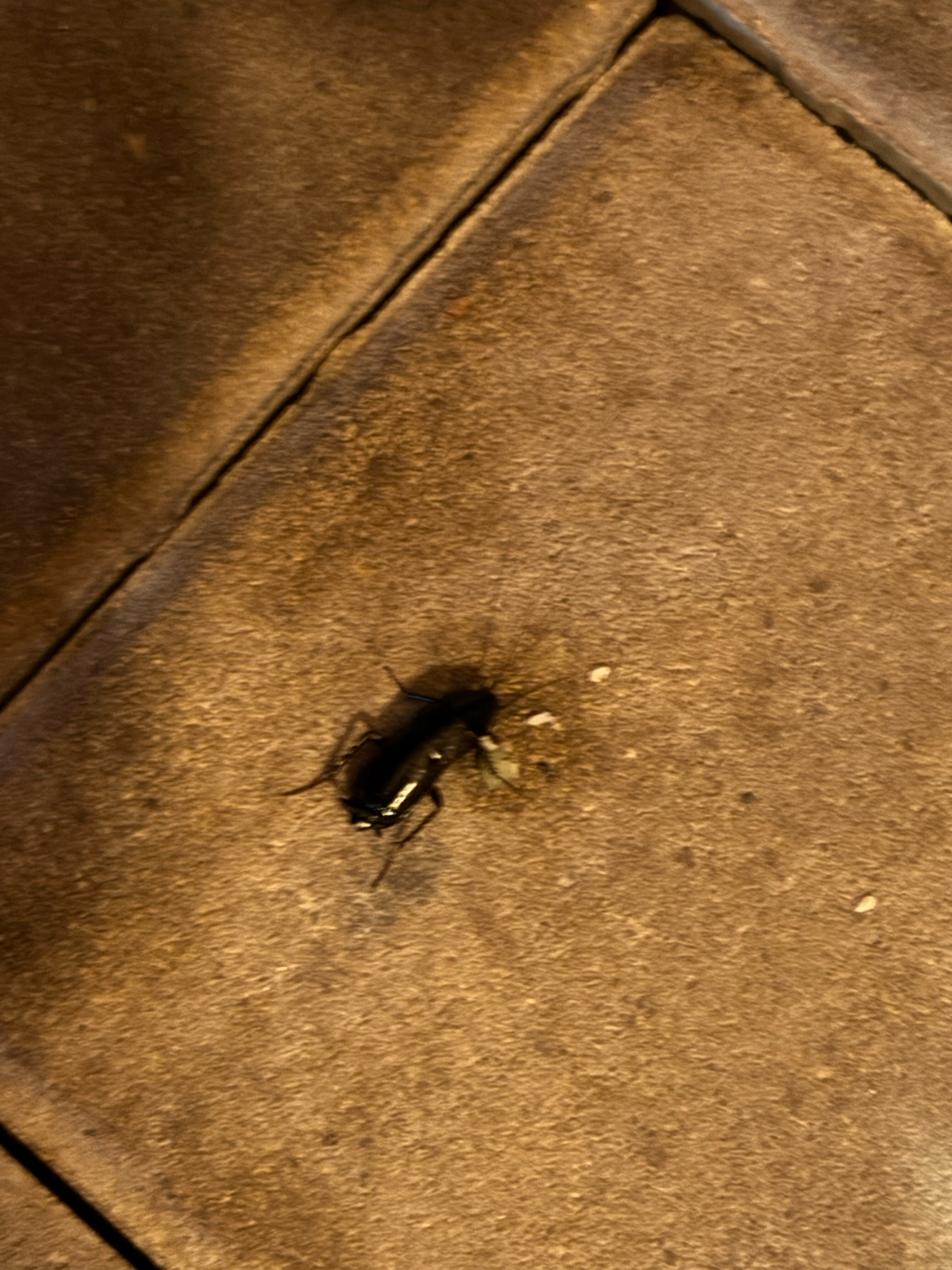 Фото Миротель