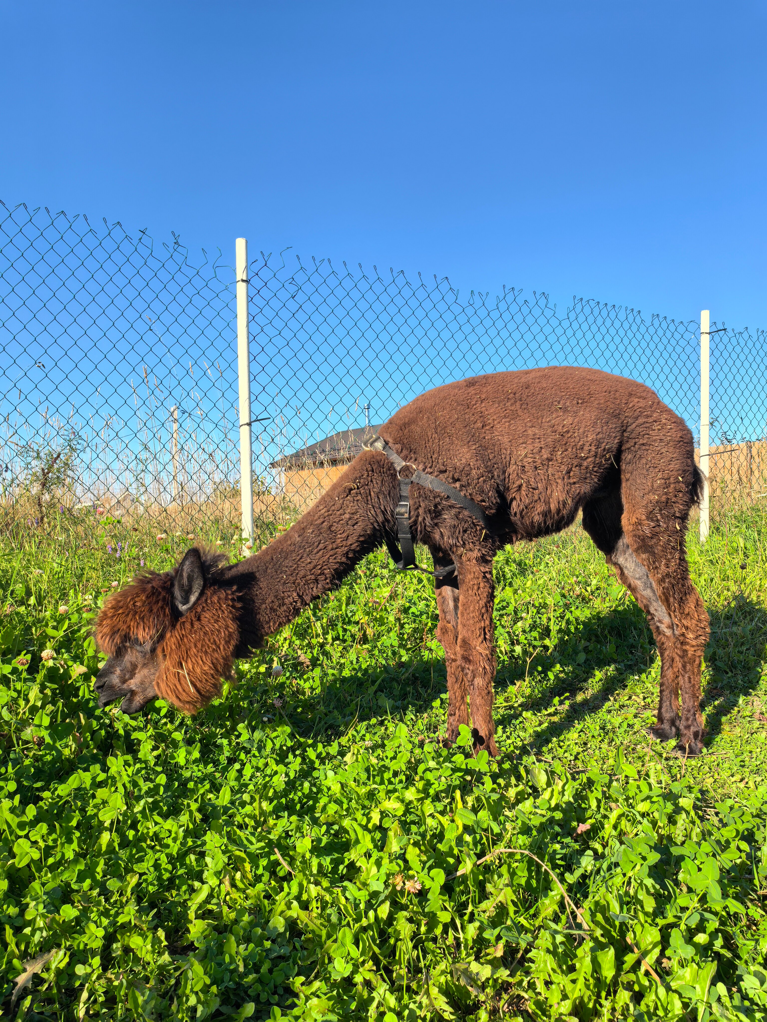 Фото Монтенегро