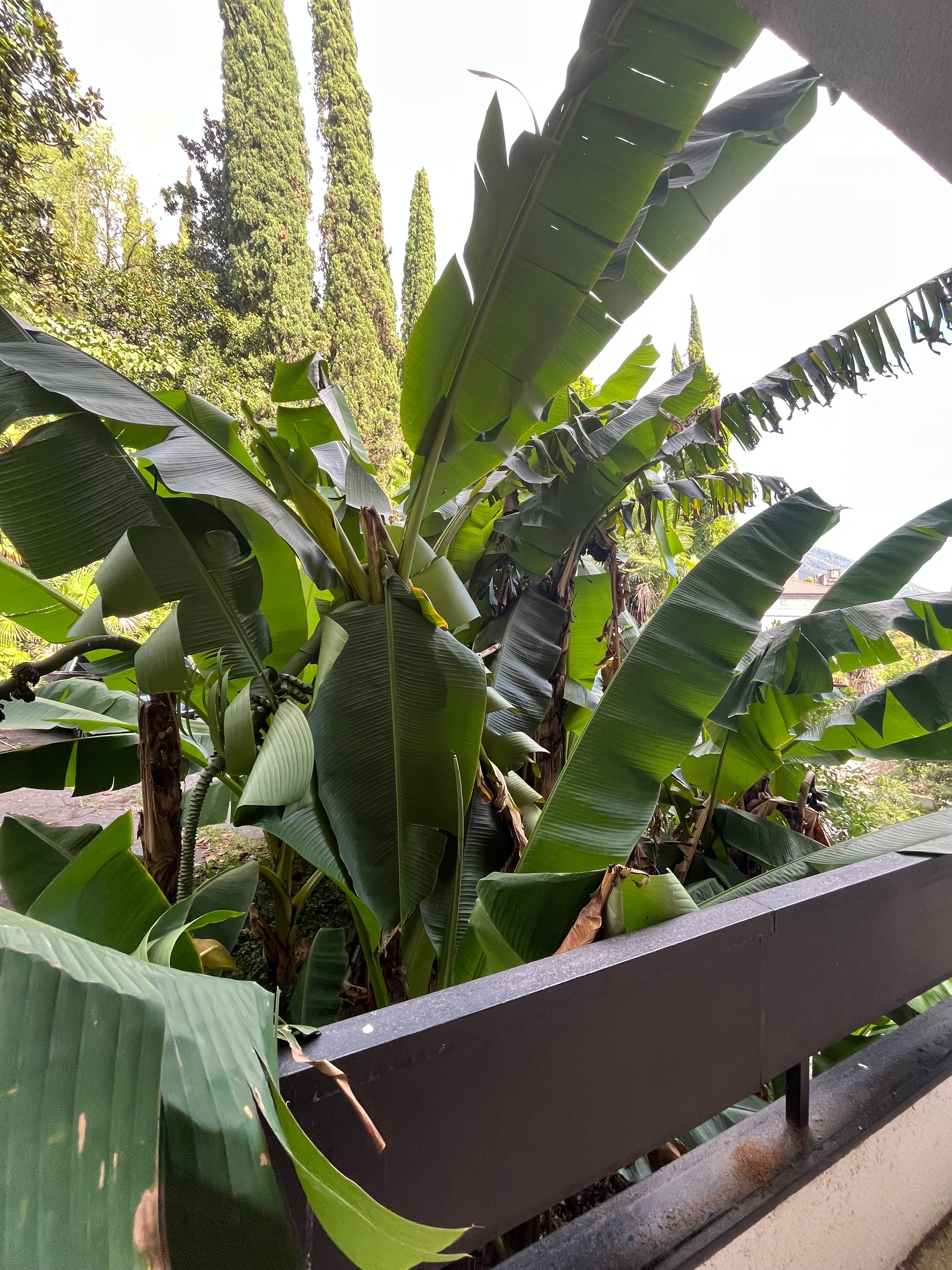 Фото Отель Гагра