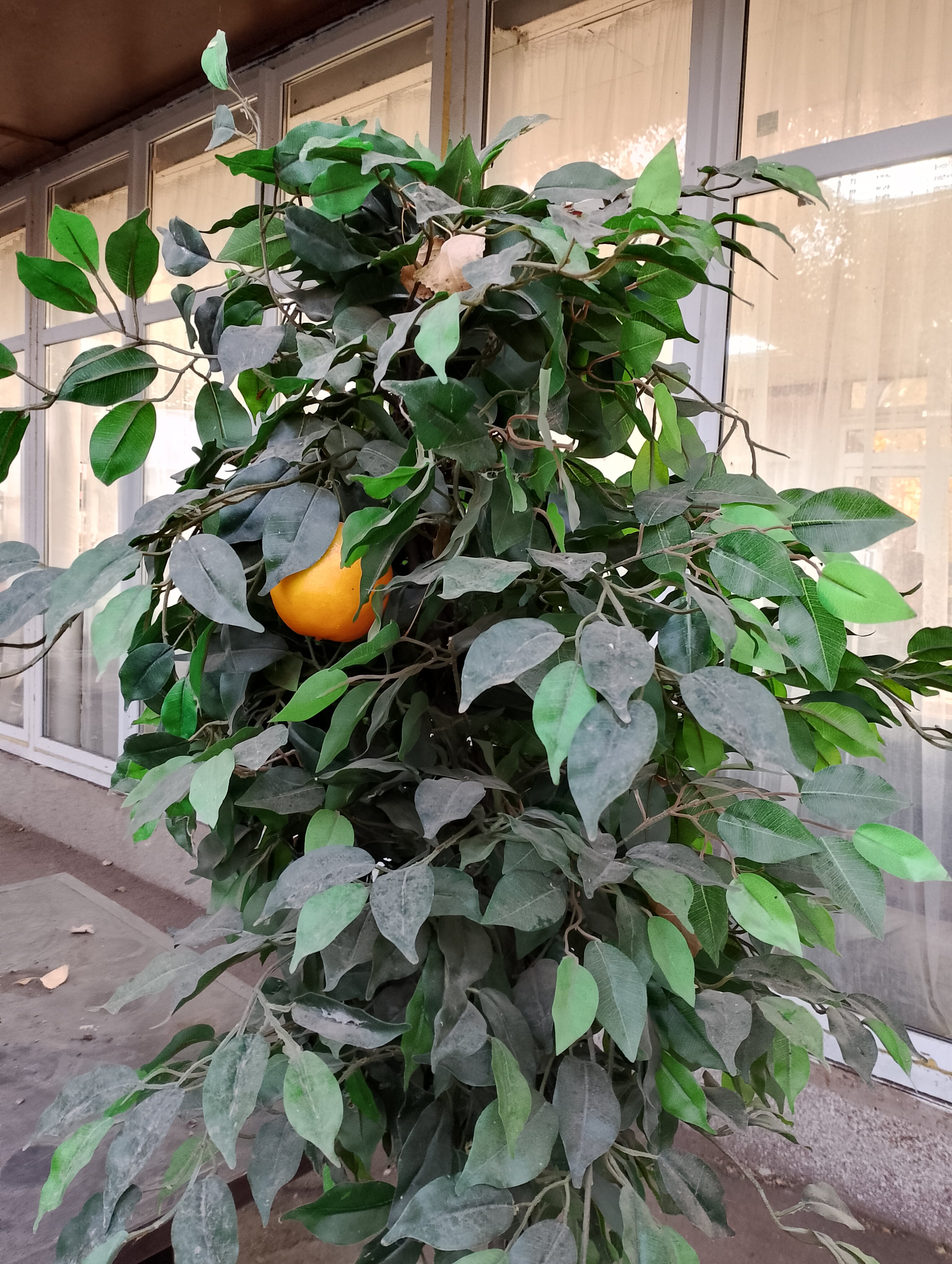 Фото Изумруд