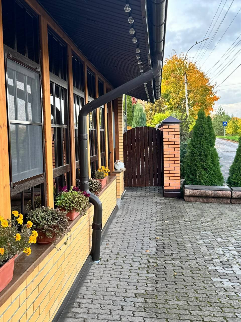 Фото Три кота