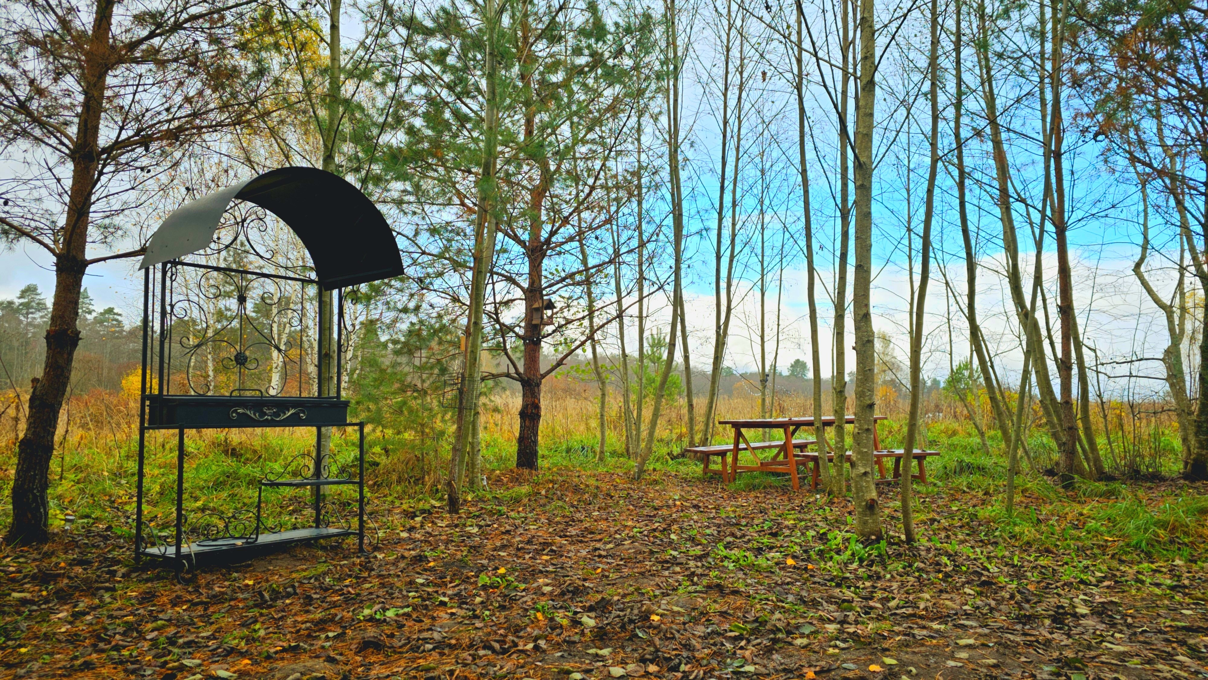 Фото Олин лес