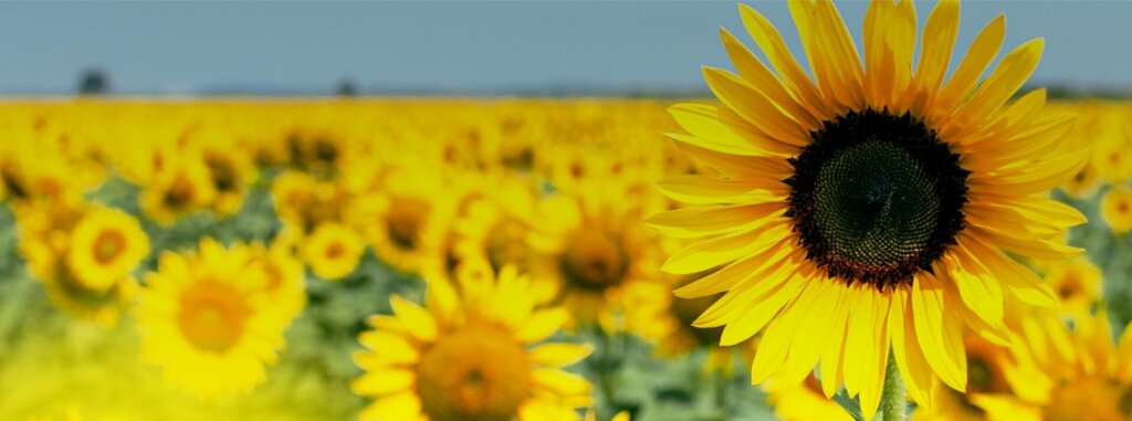 Fertilizers First Agrochemical Company, Astana, photo