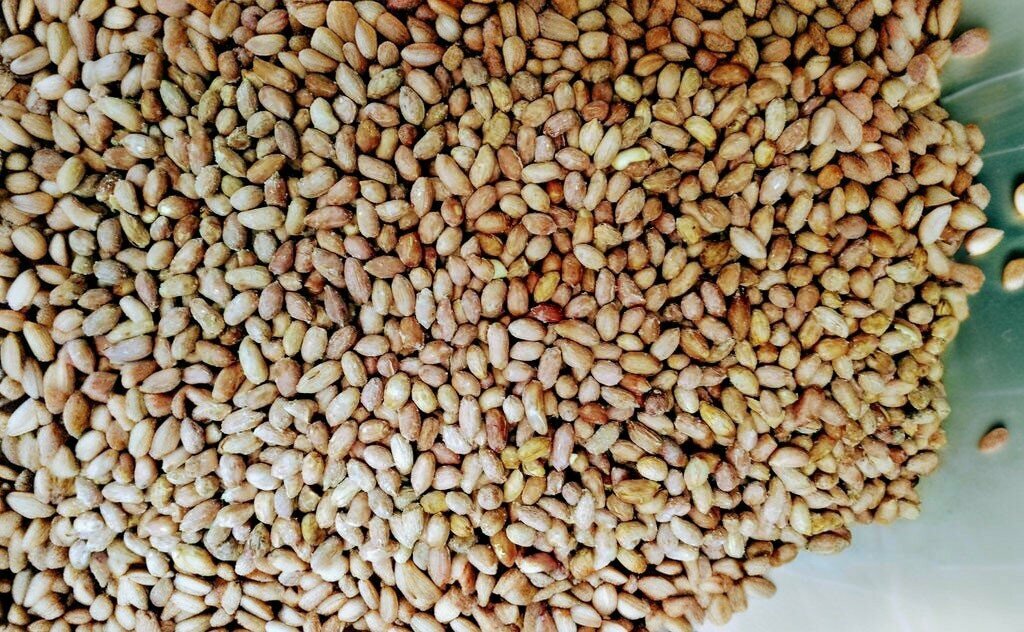 Nuts, snacks, dried fruits Brothers Nuts, Osmaniye, photo