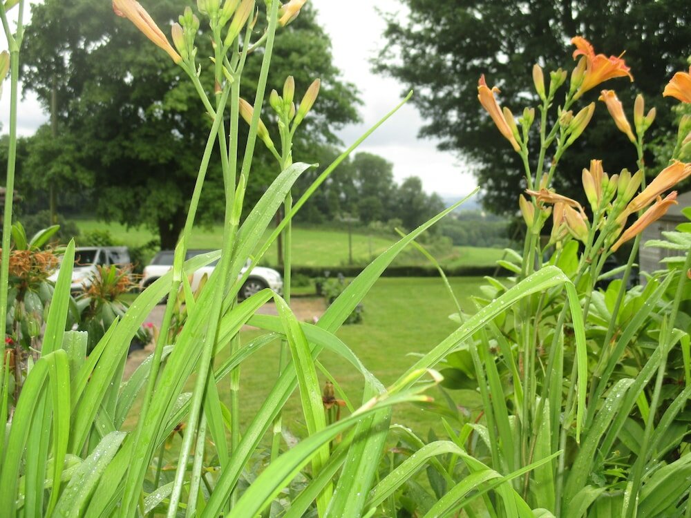 Фото Brambles Bed and Breakfast