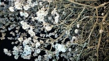 Фото Tenuta i Lecci di Gurian Roberta Maura