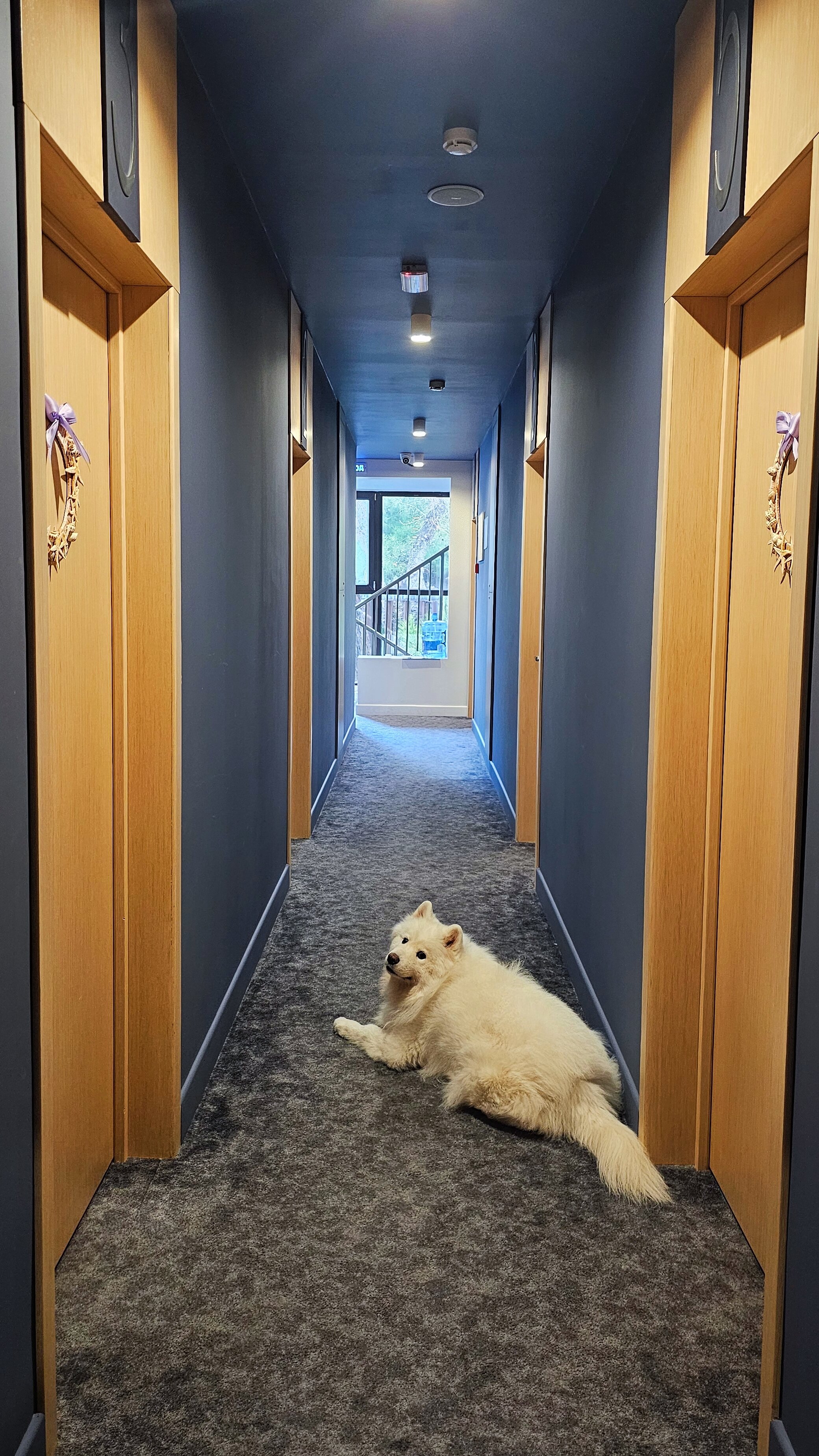 Фото Рони Шелтер