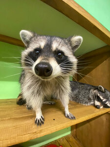 Енотопия (Sotsialisticheskiy Avenue, 69), zoo