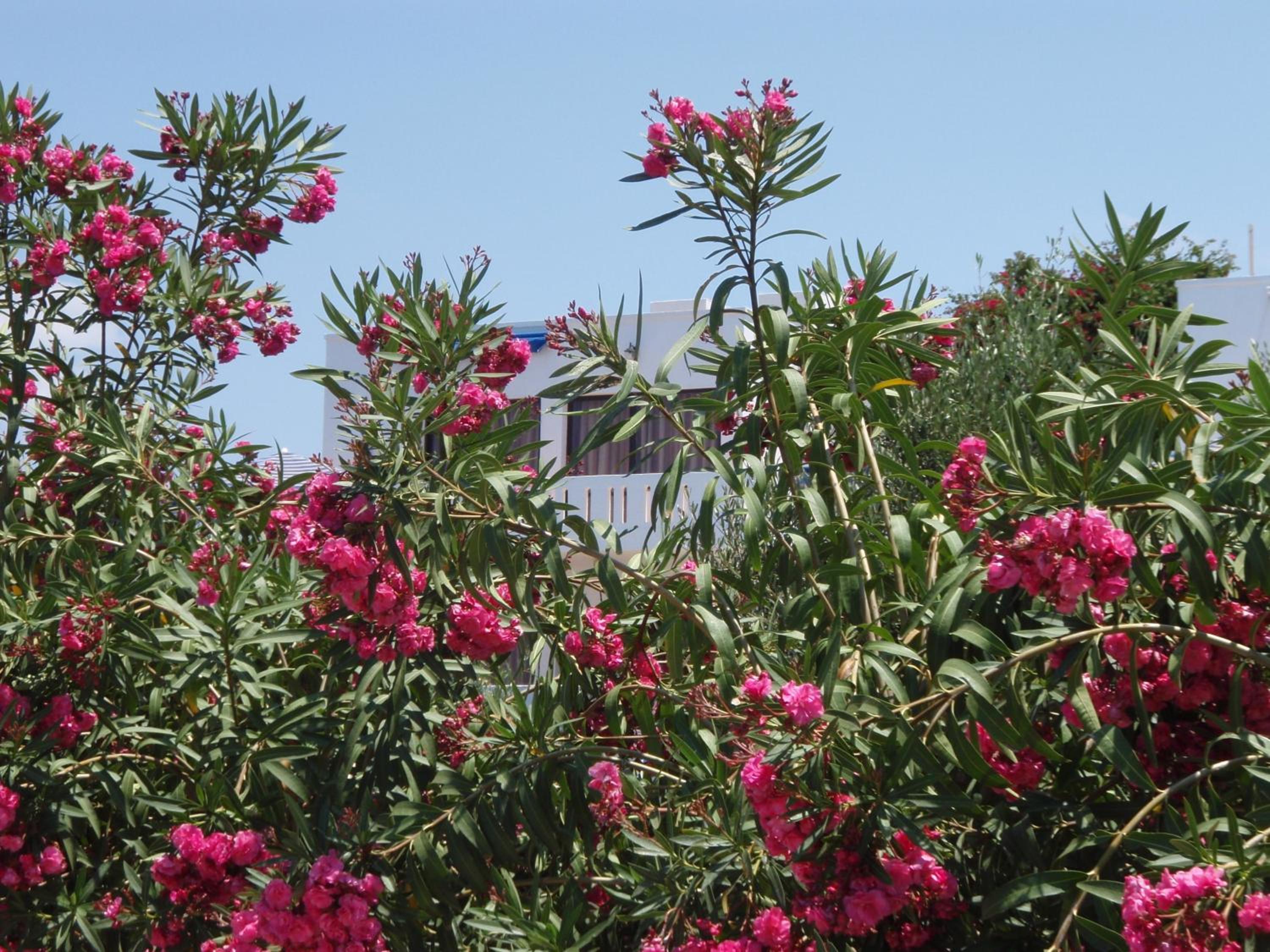 Фото Michalis Villas