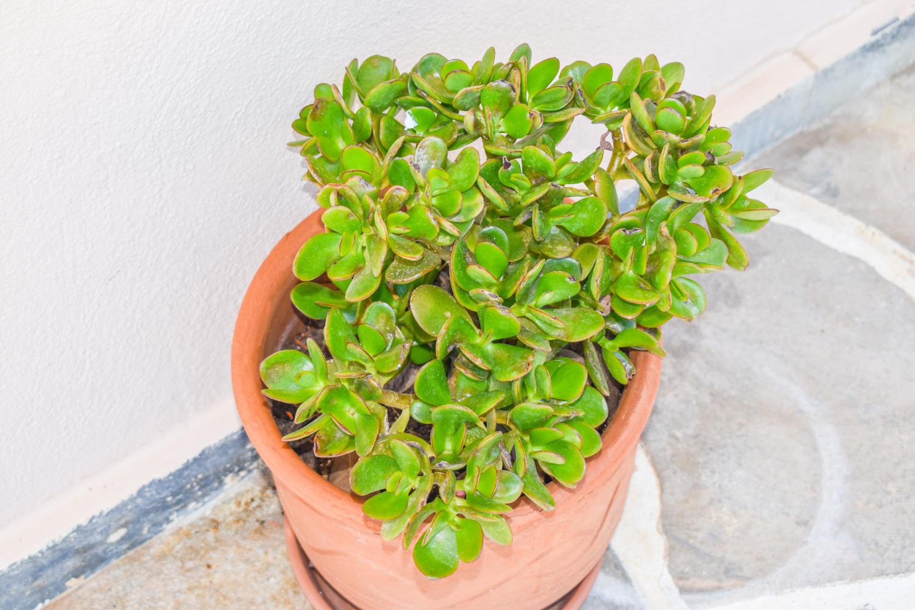 Фото Villa L&m Skiathos