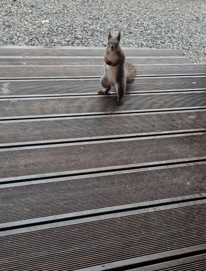 Фото Forest House 51