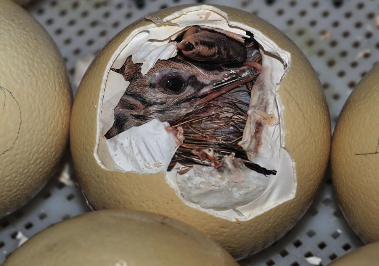 Фото Berluda Farmhouse & Cottages