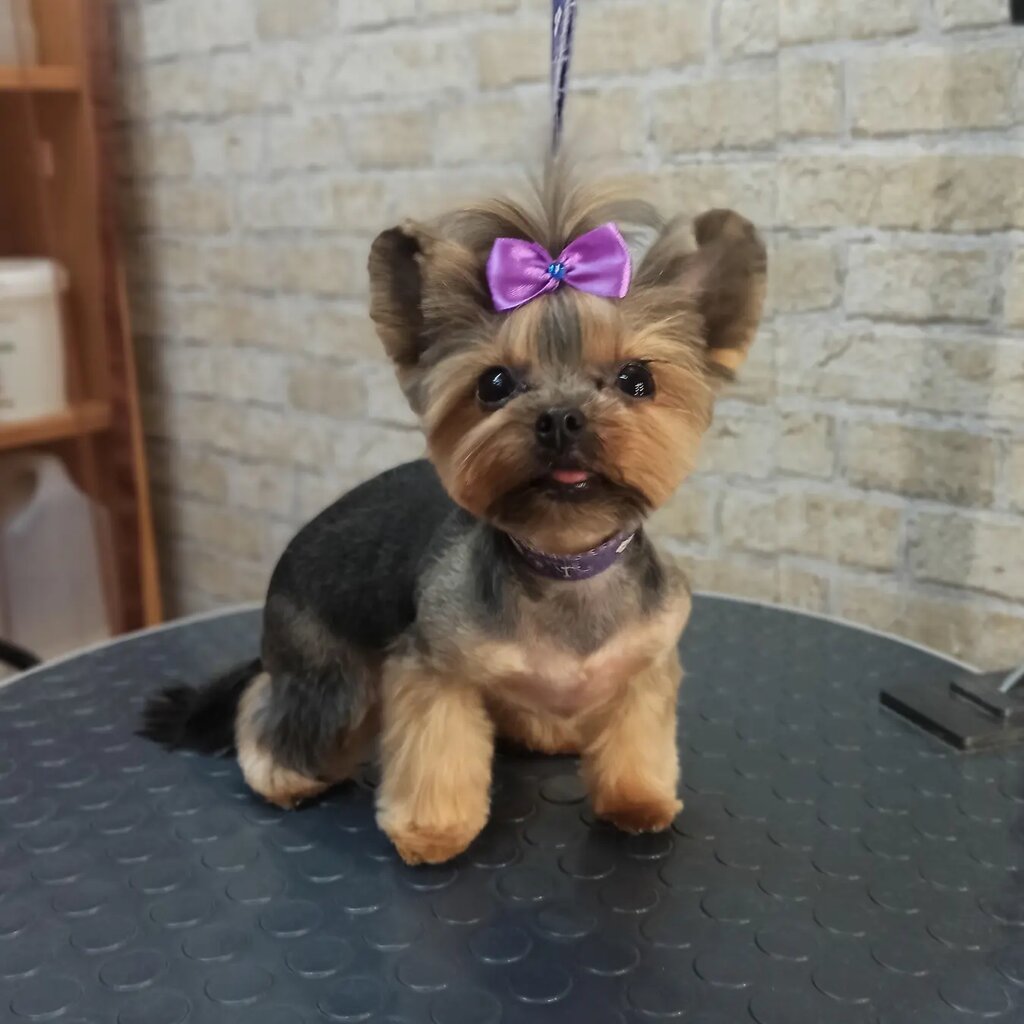 Salón de mascota, peluquería de animales Грумер Майорова Н. С., , foto