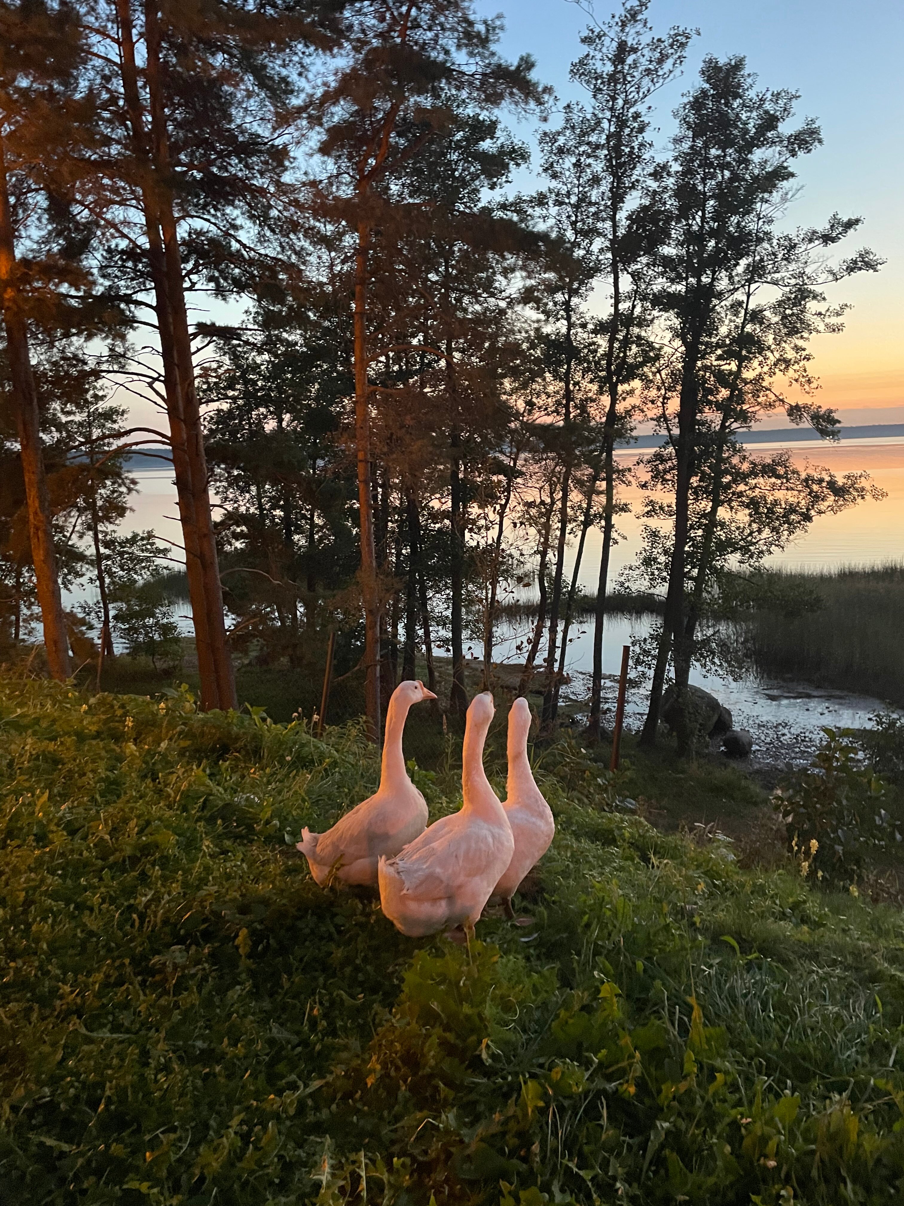 Фото Макслахти