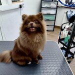 Груминг-Студия (Sovetskaya Street, 33), pet salon