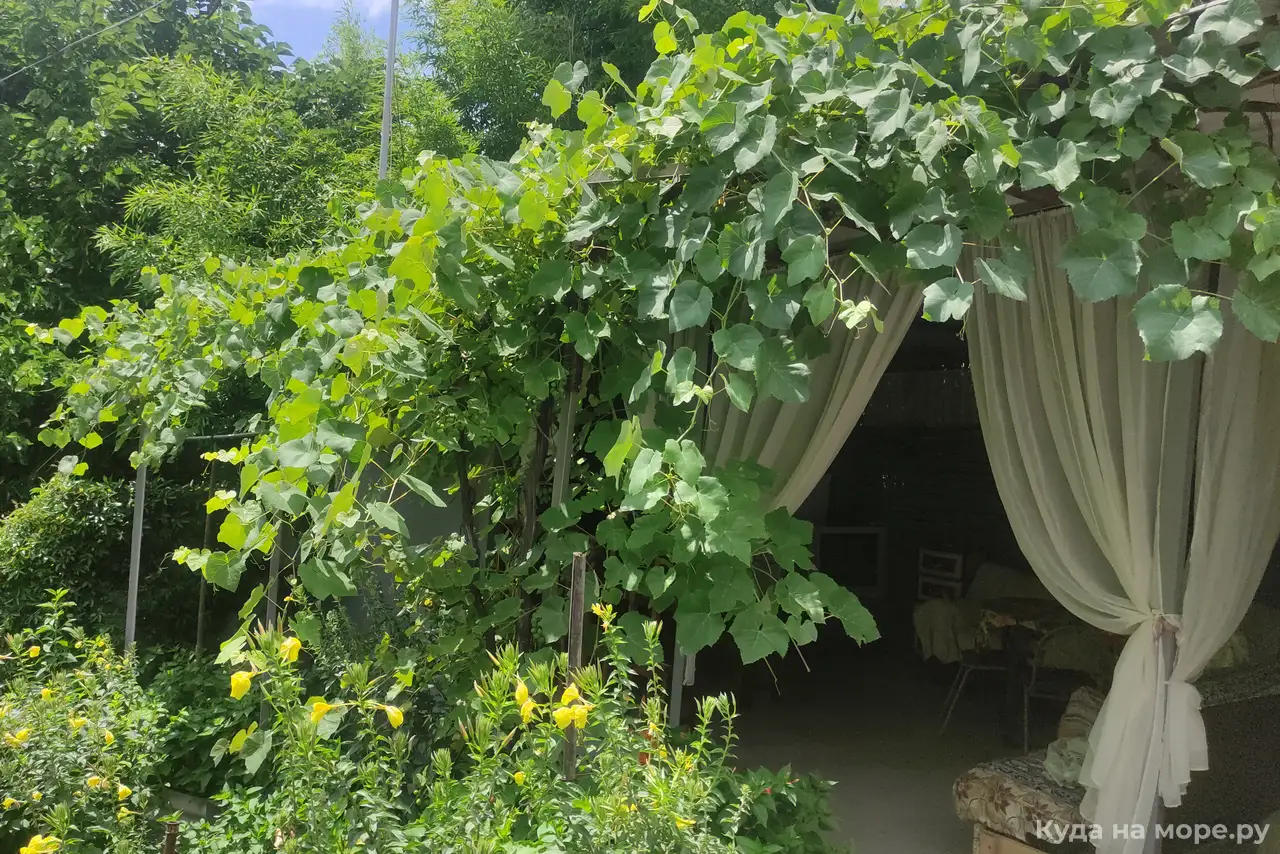 Фото У Кедра