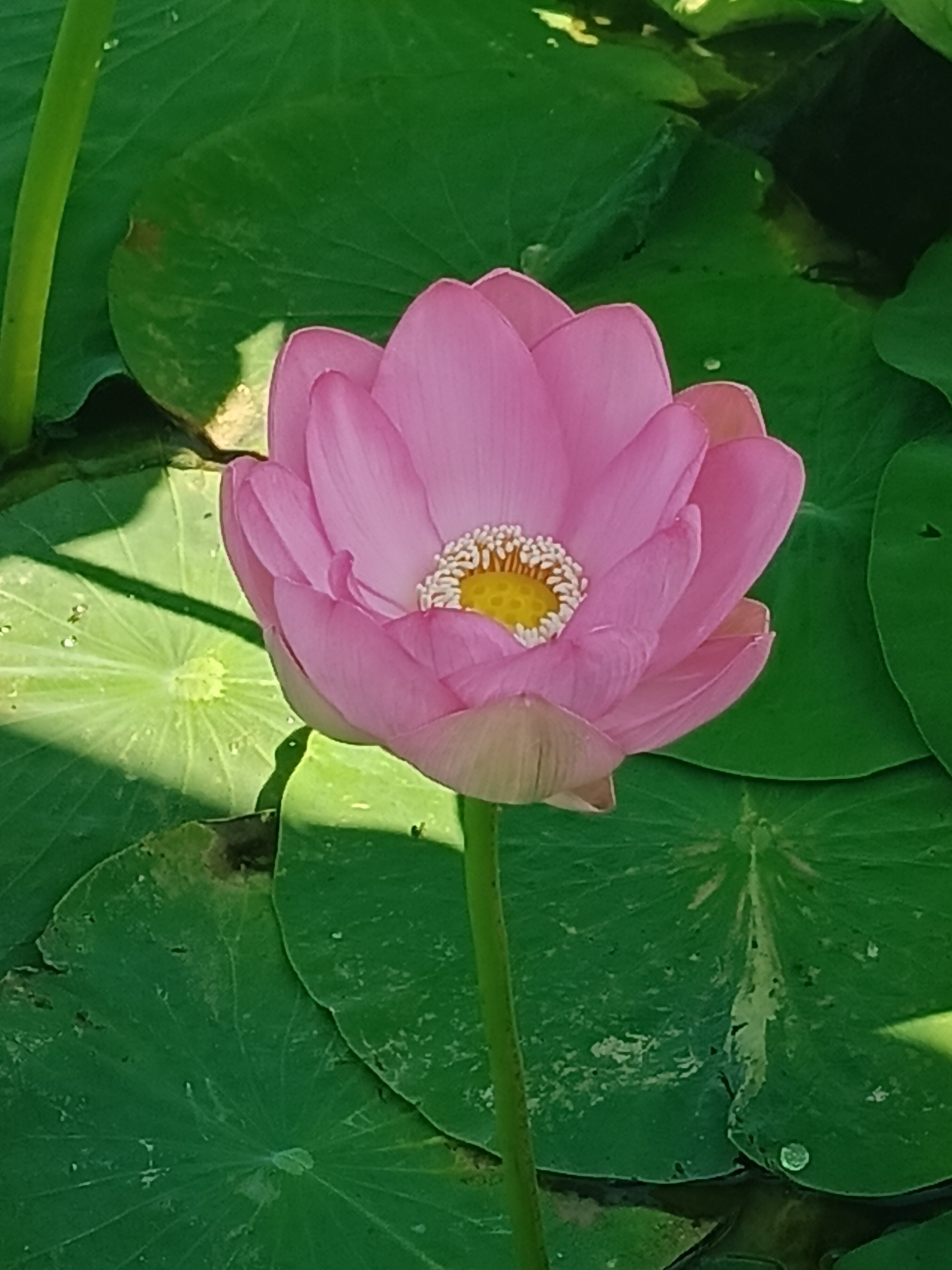 Фото Тополя