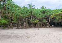 Фото Palm Beach Inn and Sea Shells Cabanas