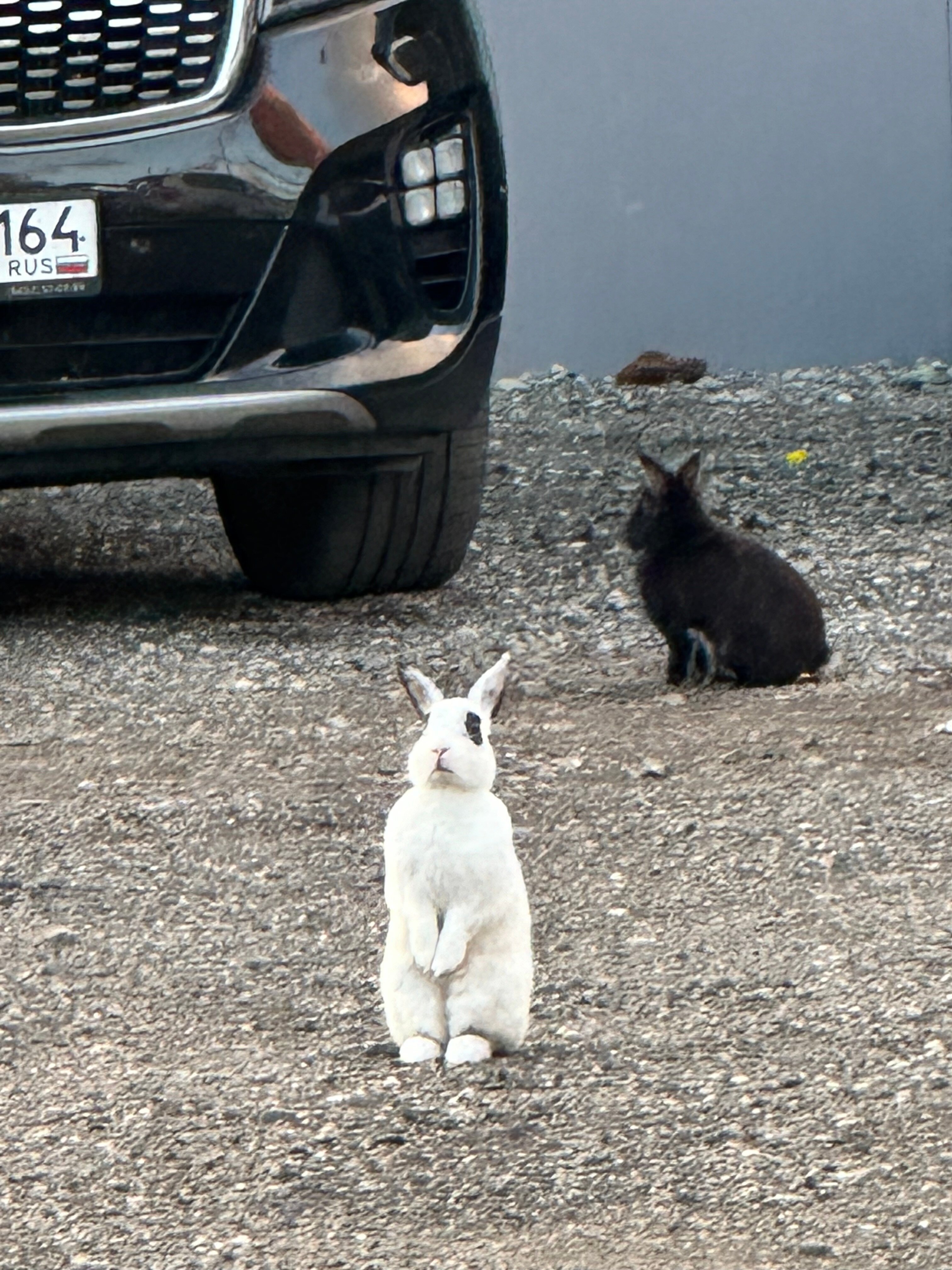 Фото Арабеска