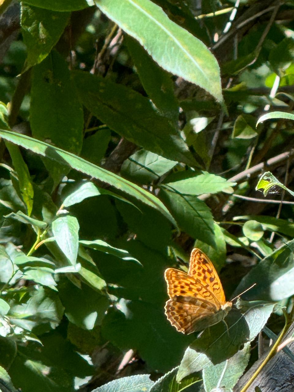 Фото Вилла Гармония