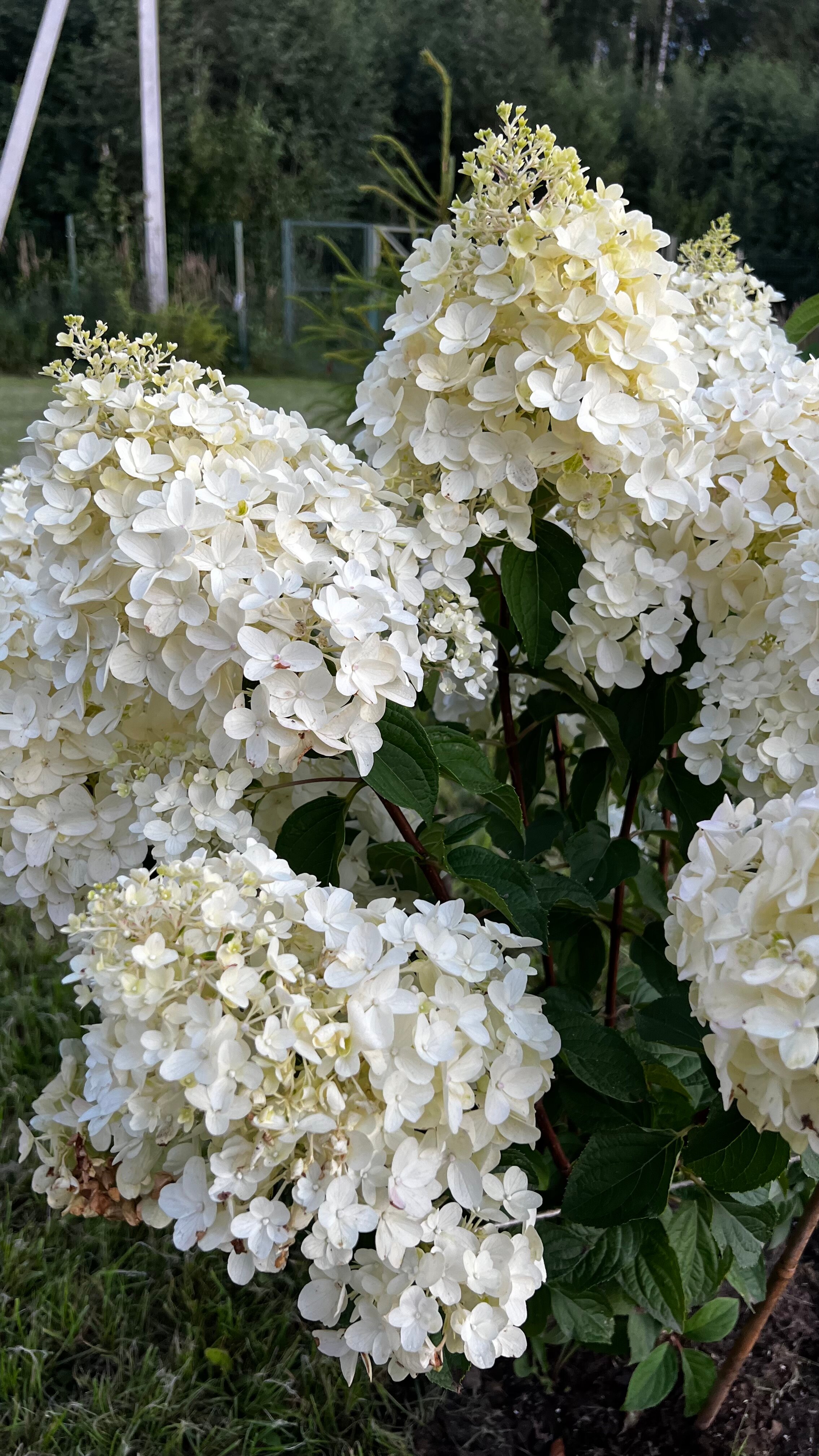 Фото Маро Лампи