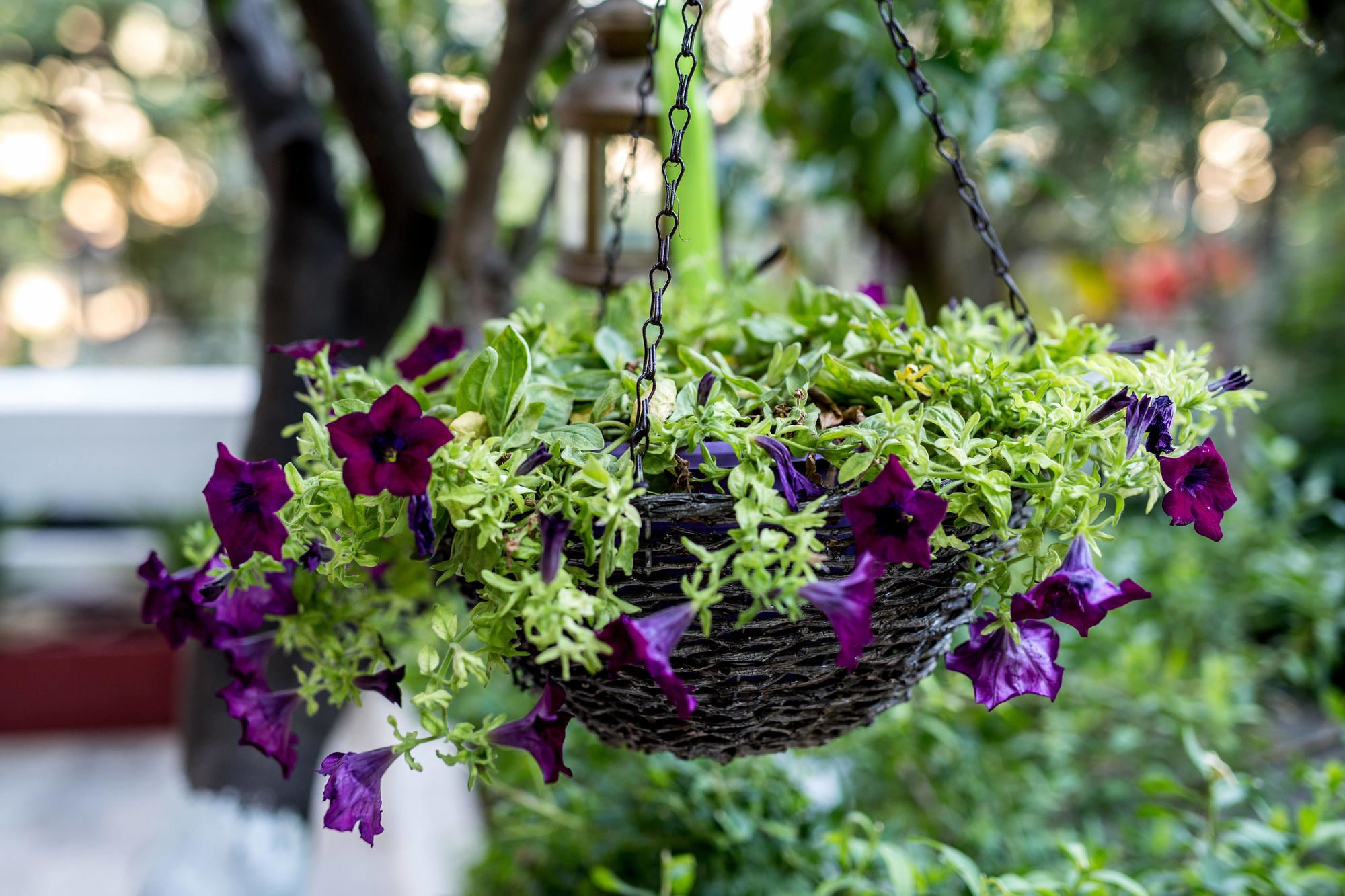 Фото Oasis Apartments