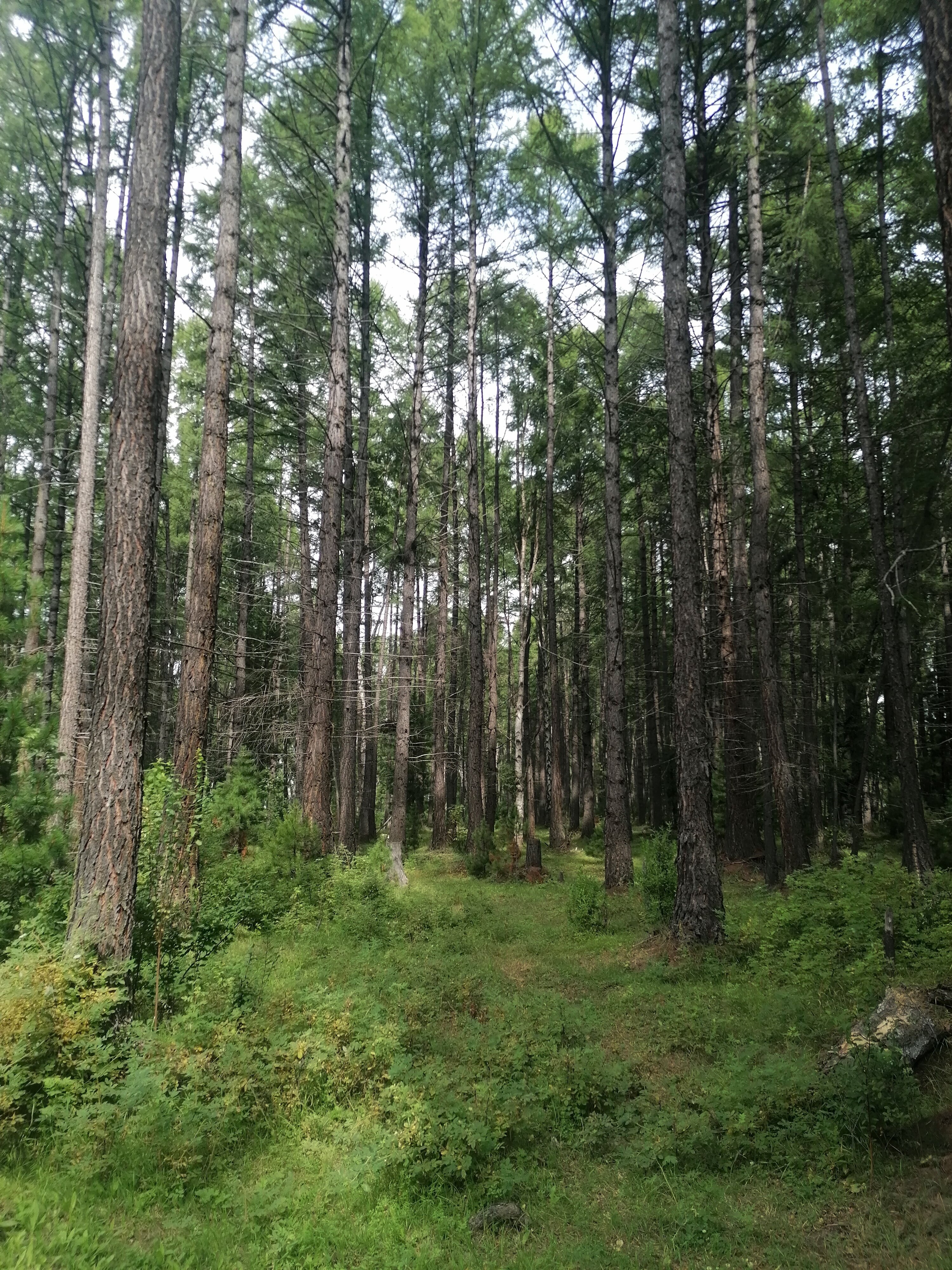 Фото Звездный