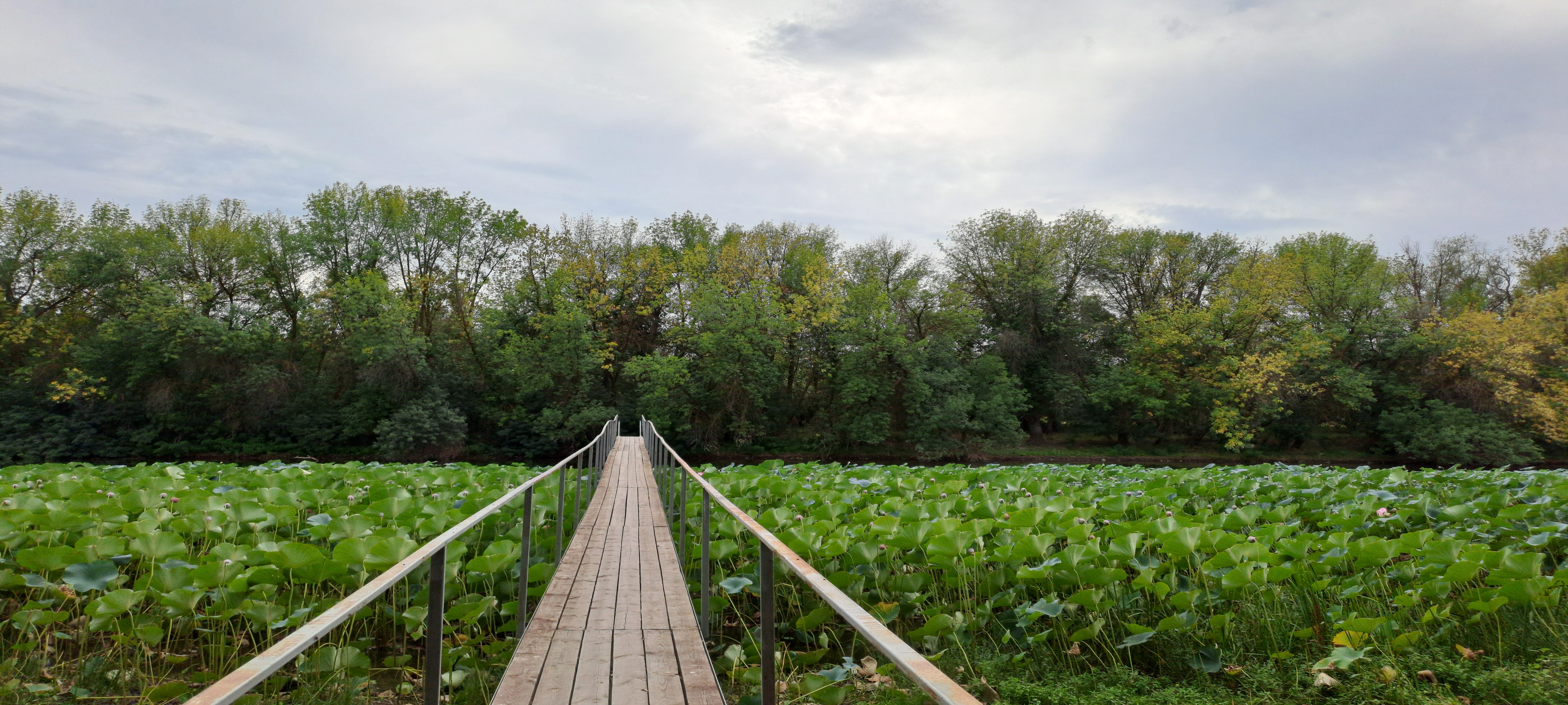 Фото Домик в Лотосах