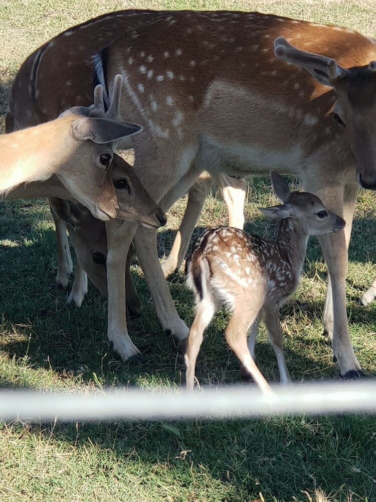 Фото Quinta das Origens