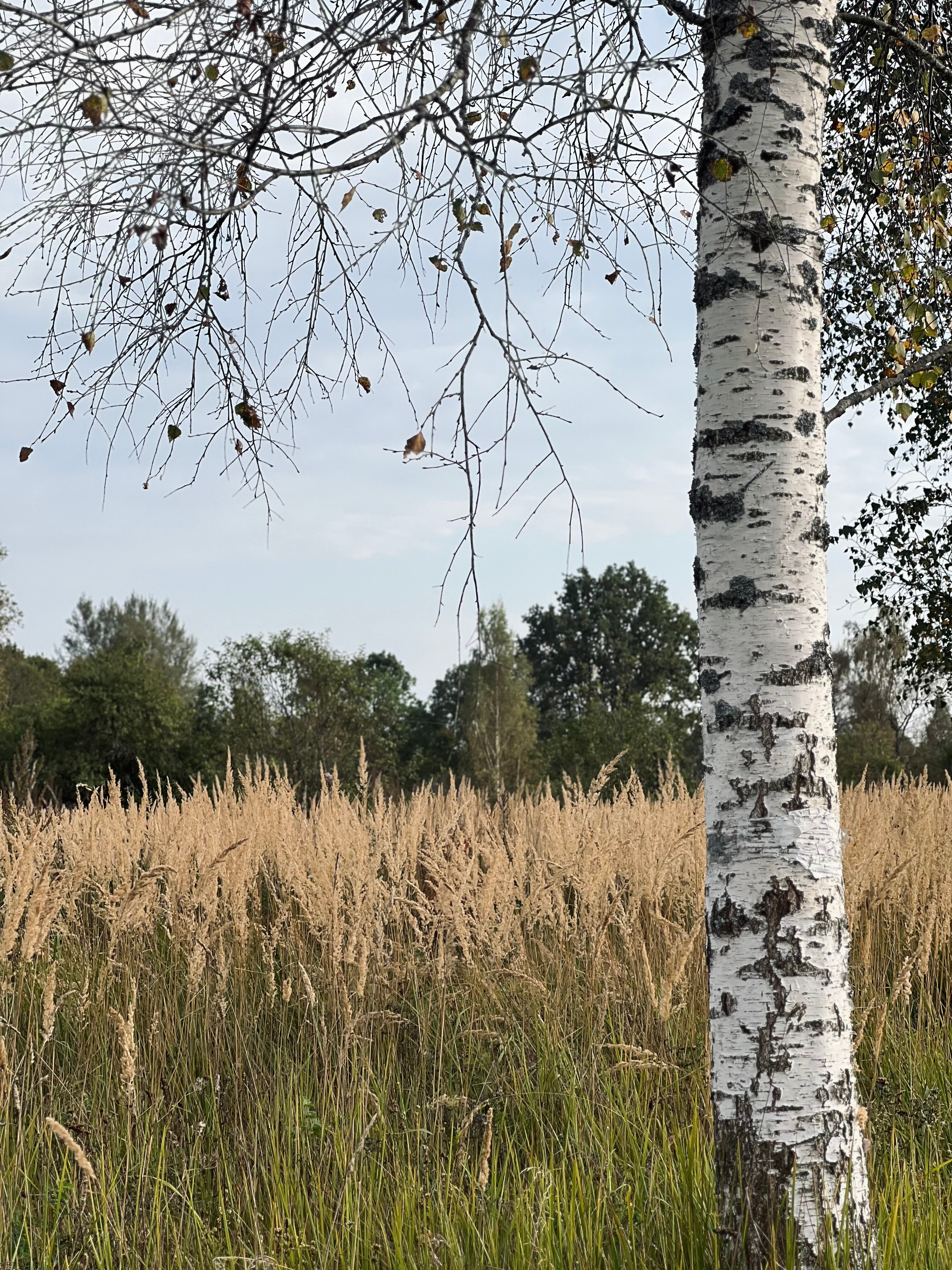 Фото Дом отдыха у реки Великой