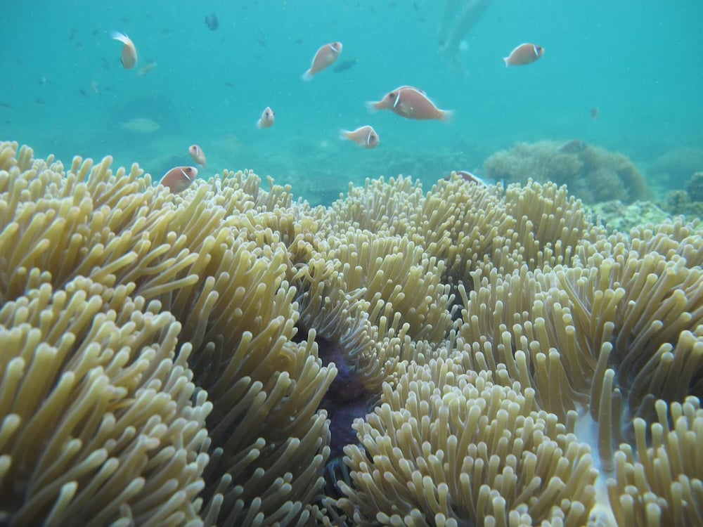 Фото Rocky Point Resort