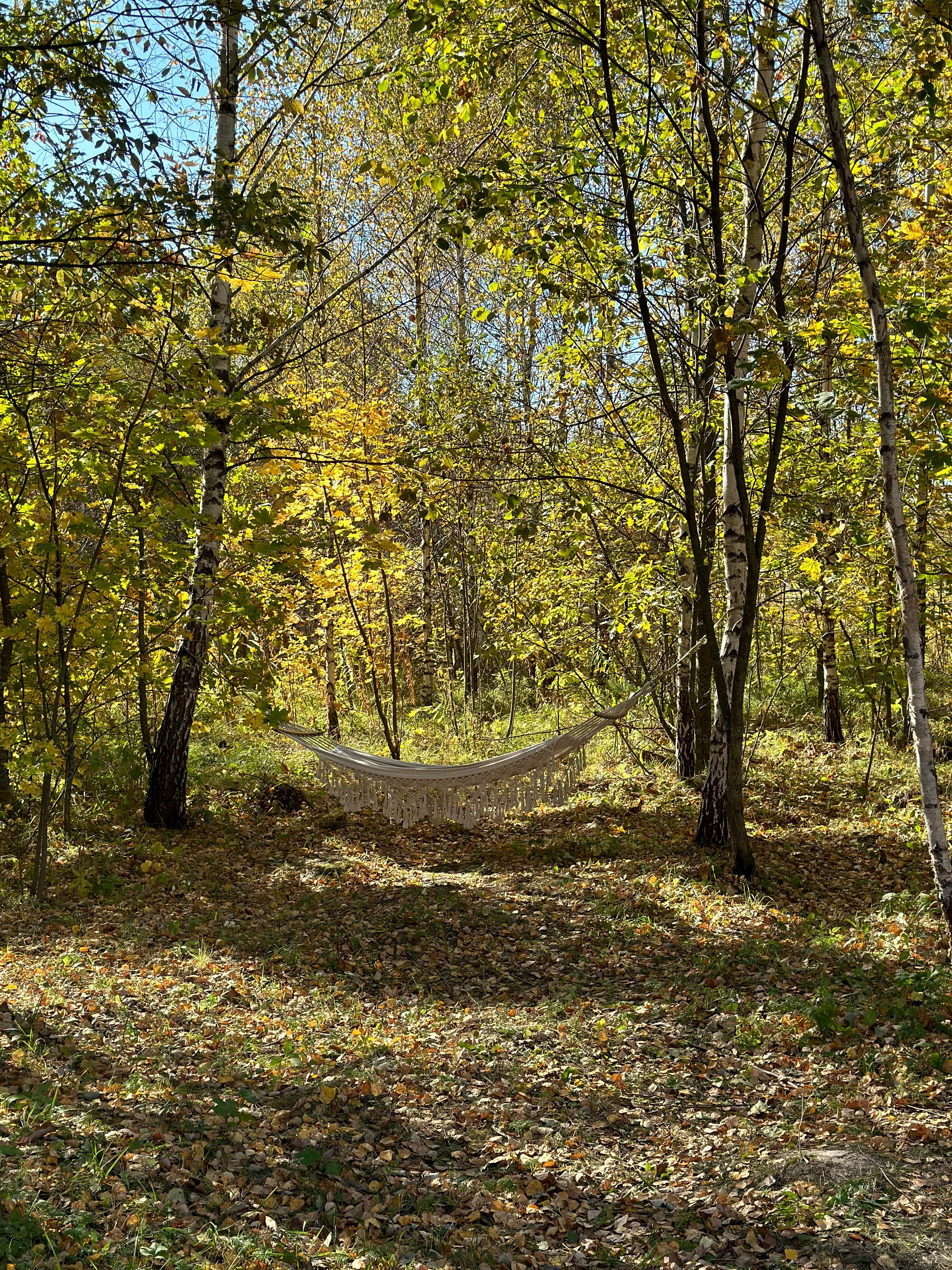 Фото Лес и небо