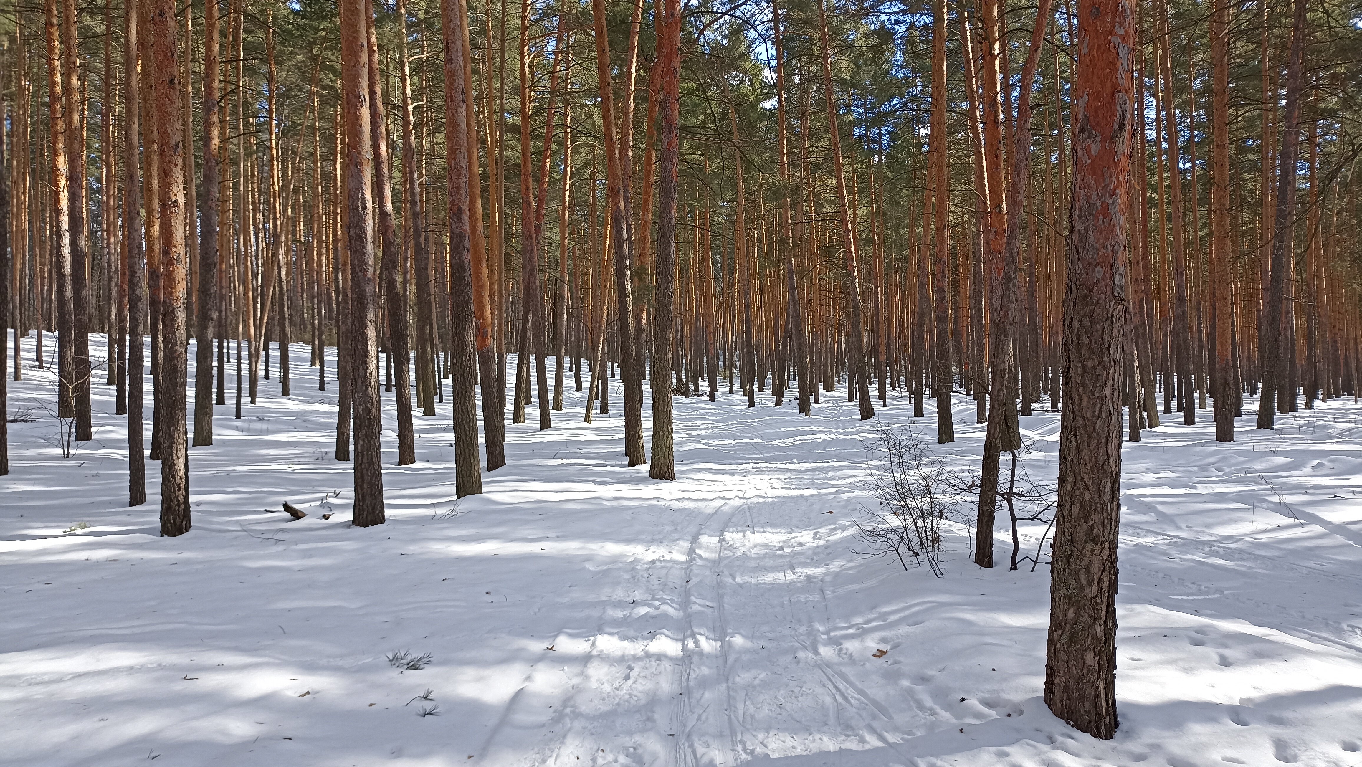 Фото Лесная жемчужина