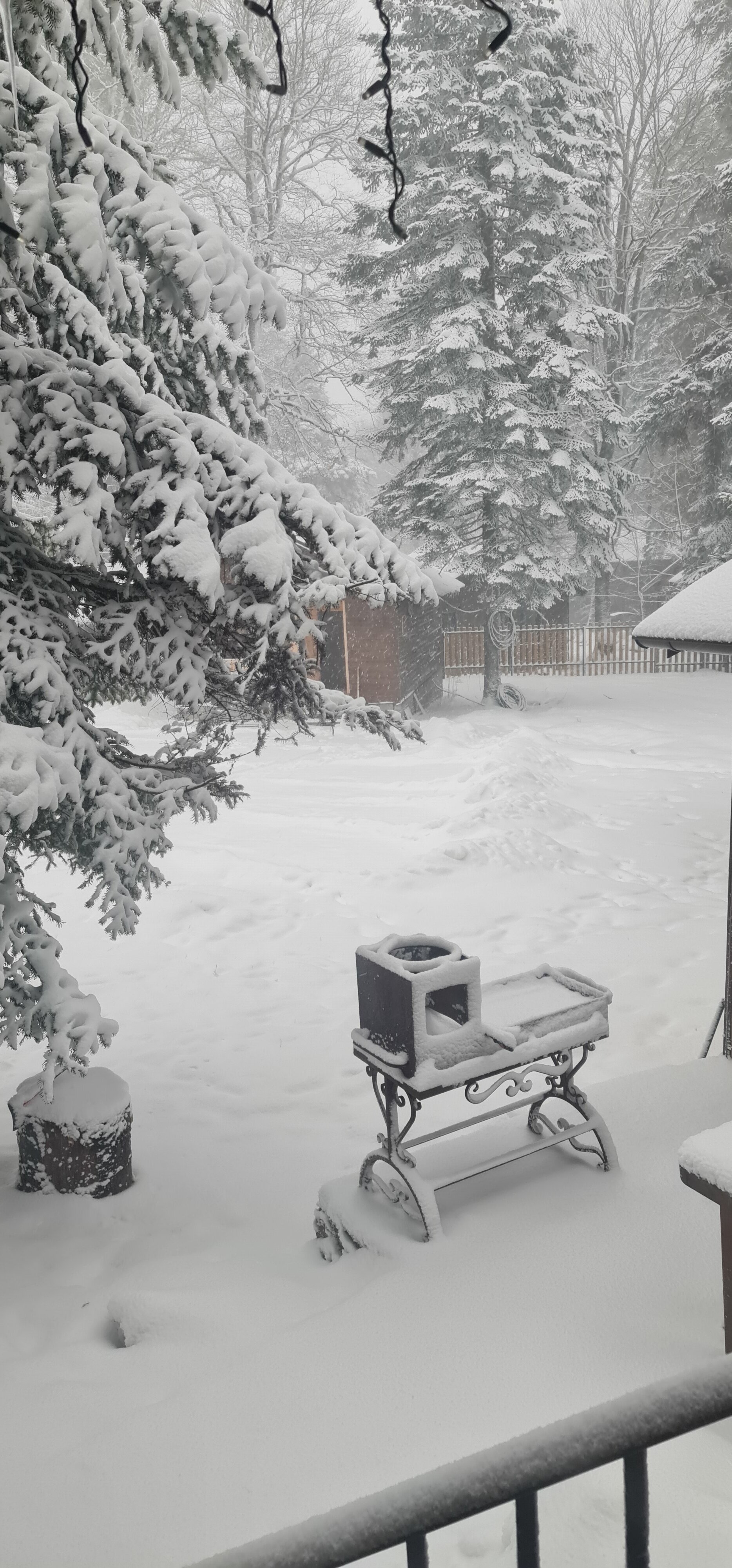 Фото Forest Yard