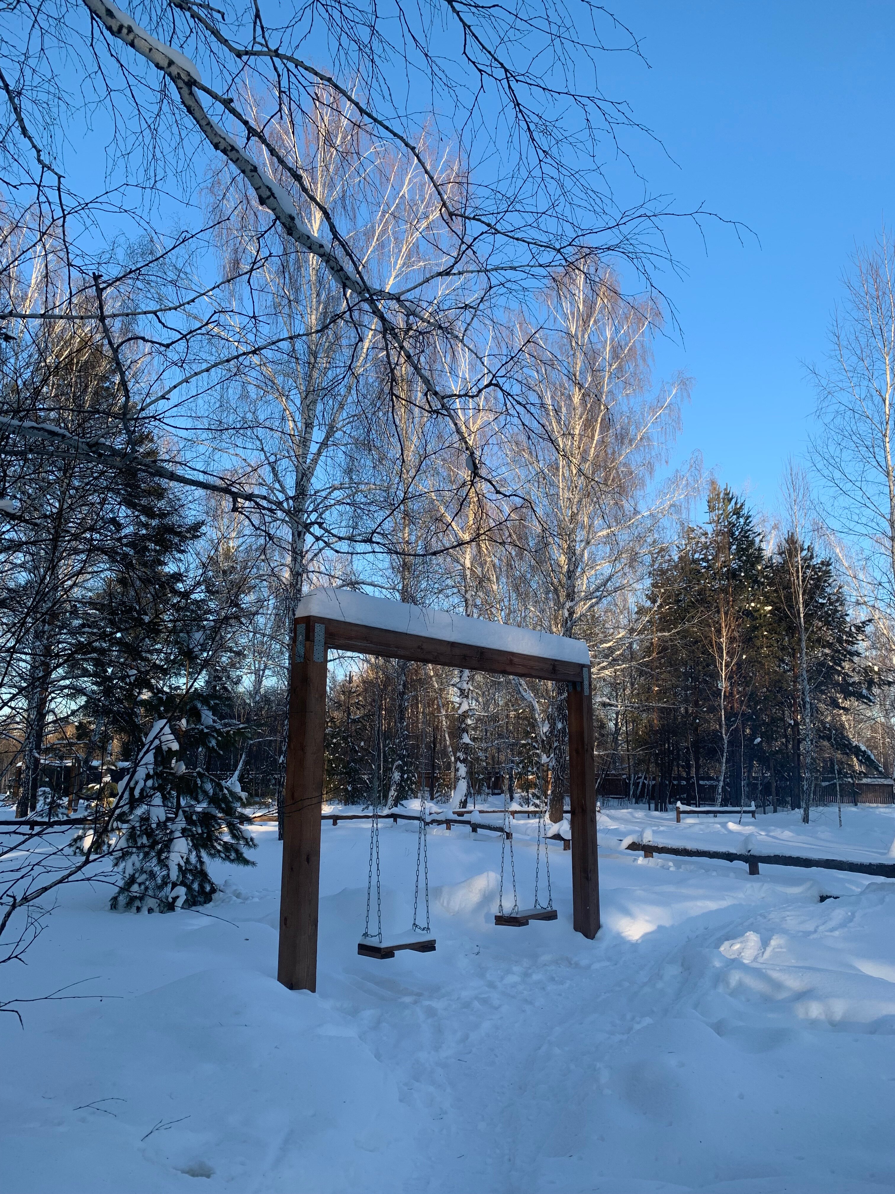 Фото Ветер в соснах