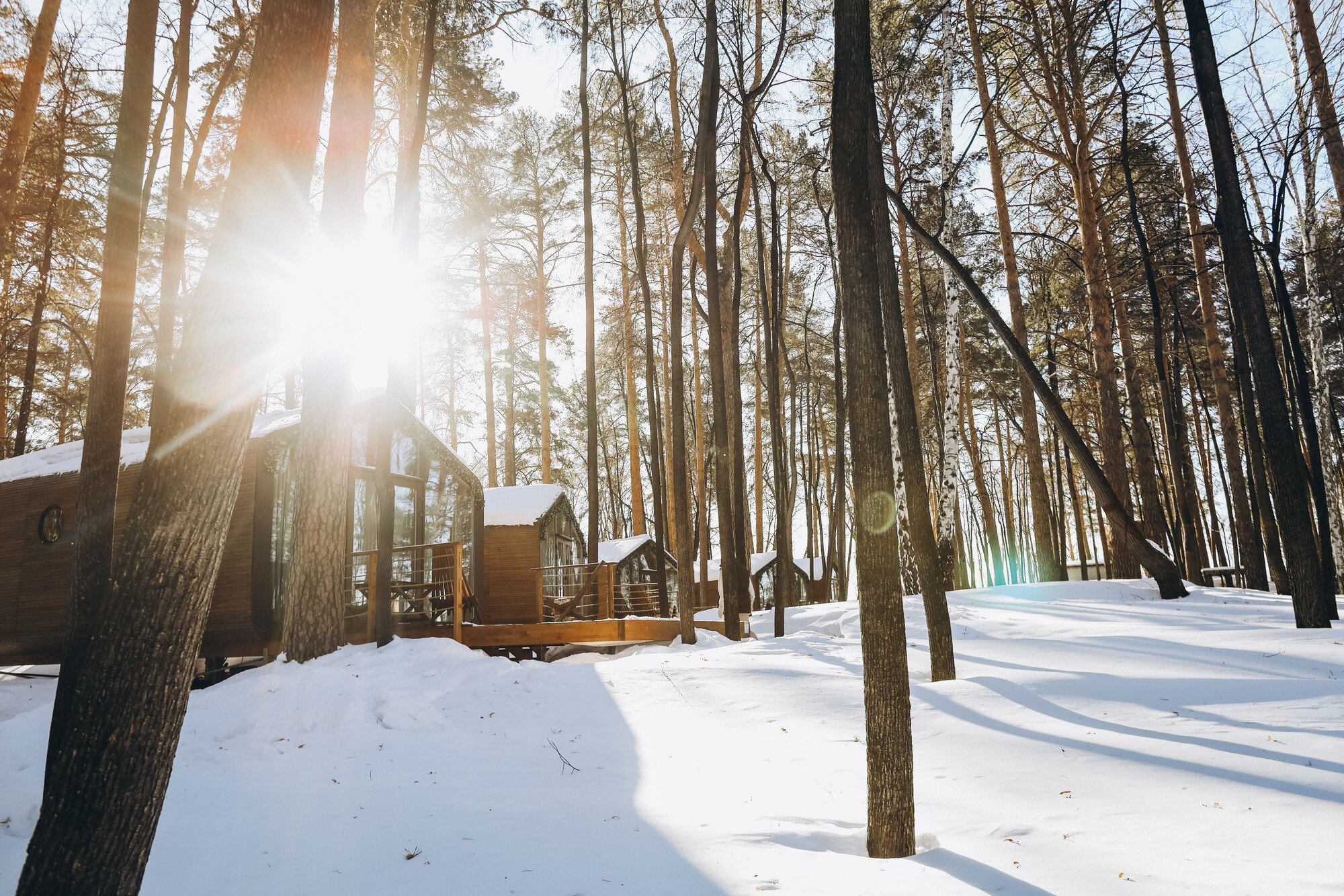 Фото Светлячок