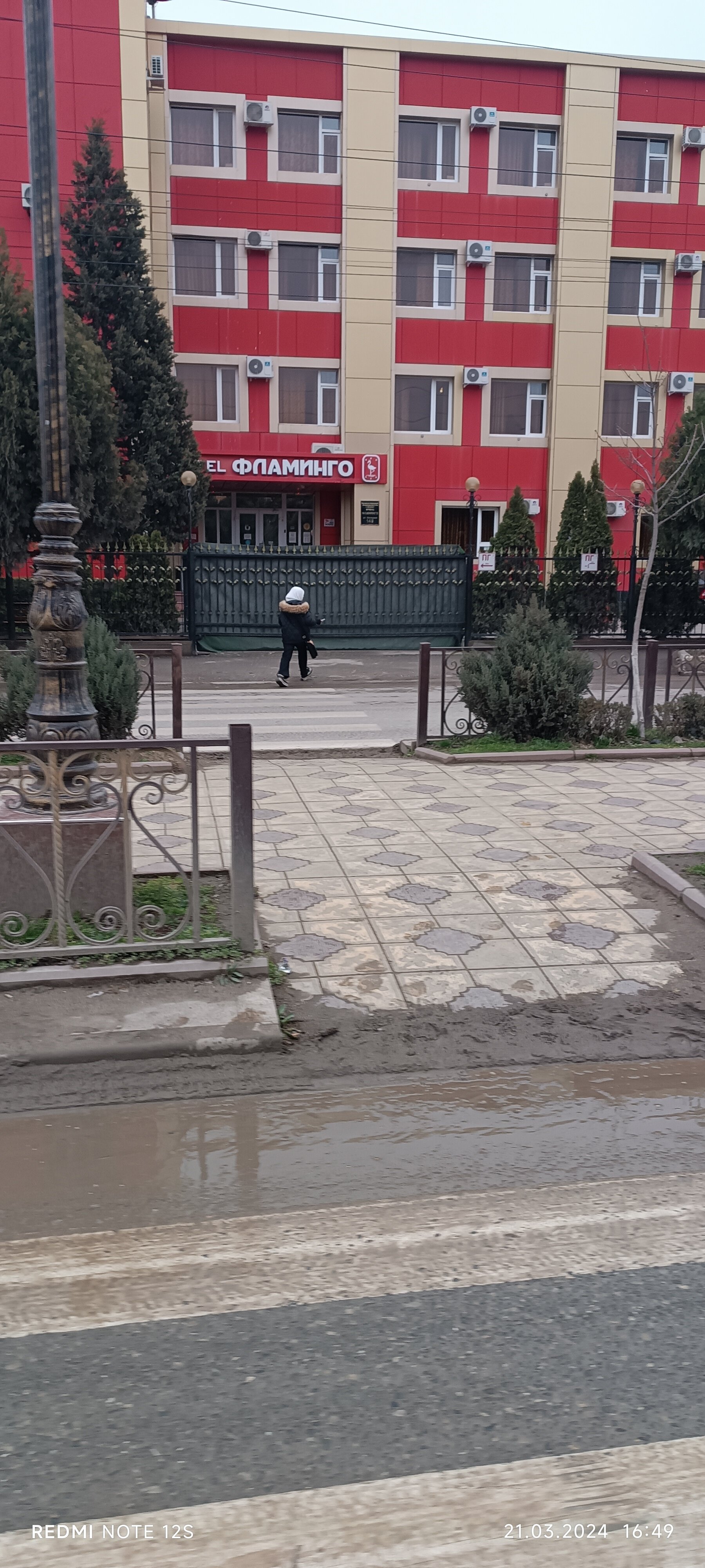 Фото Фламинго