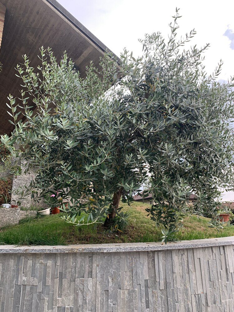 Фото Villa Cuore