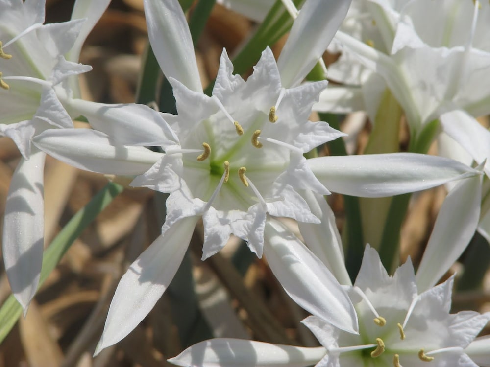 Фото Asfodelos Apartment Hotel