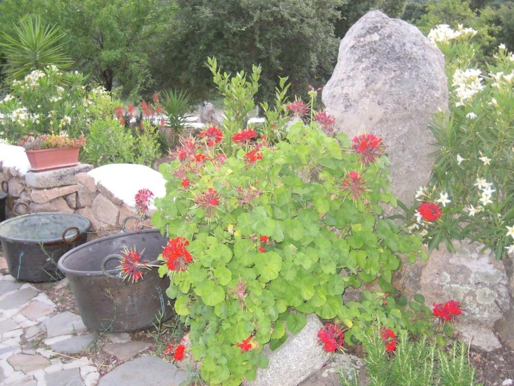 Фото Agriturismo Camisadu