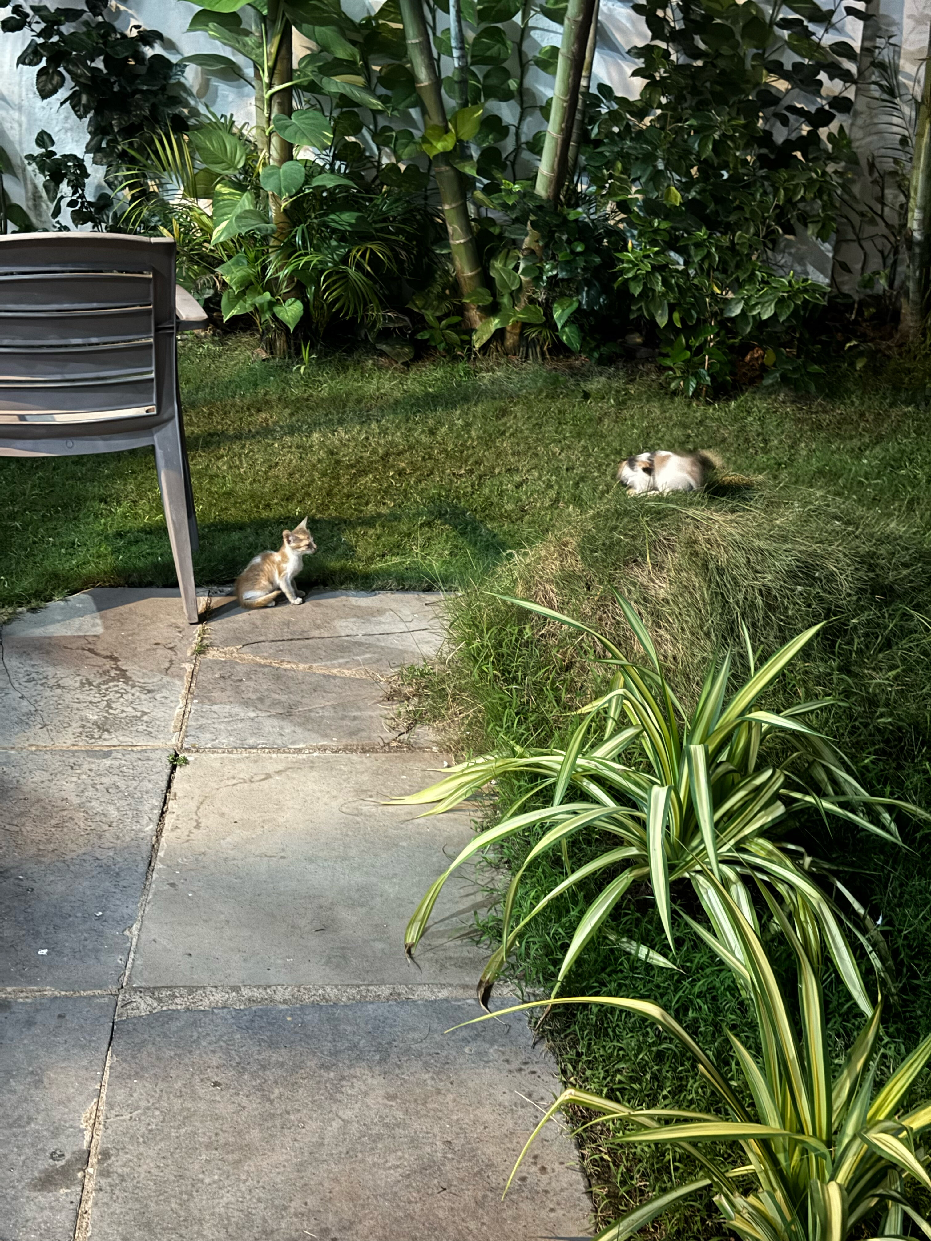 Фото Morjim Coco Palms Beach Resort