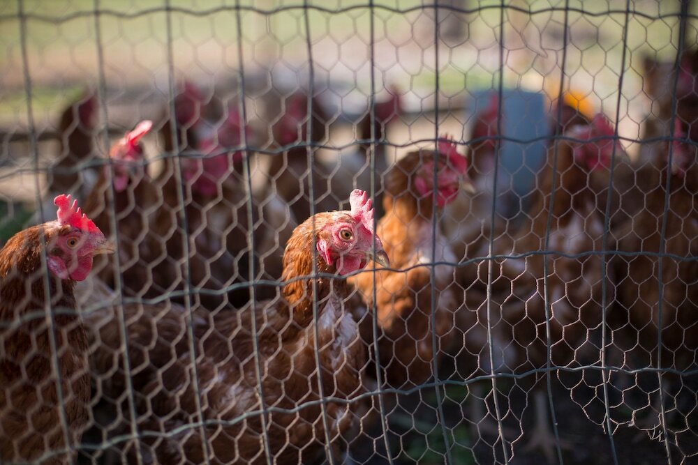 Фото Hotel Villa Margaret