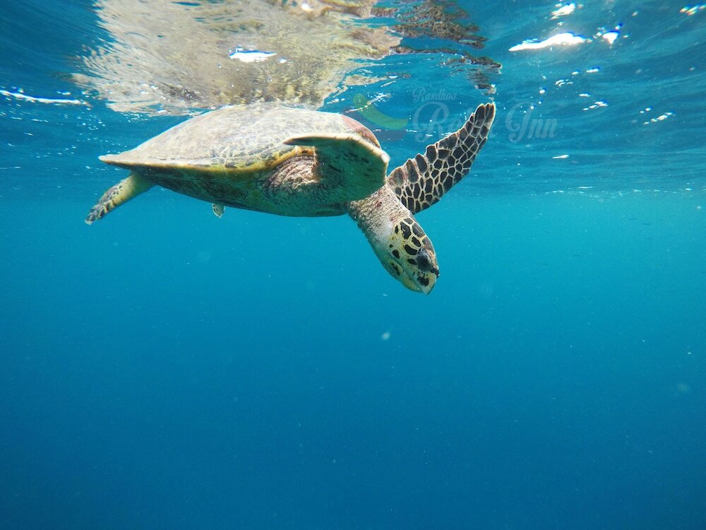 Фото Rasdhoo Relax Inn